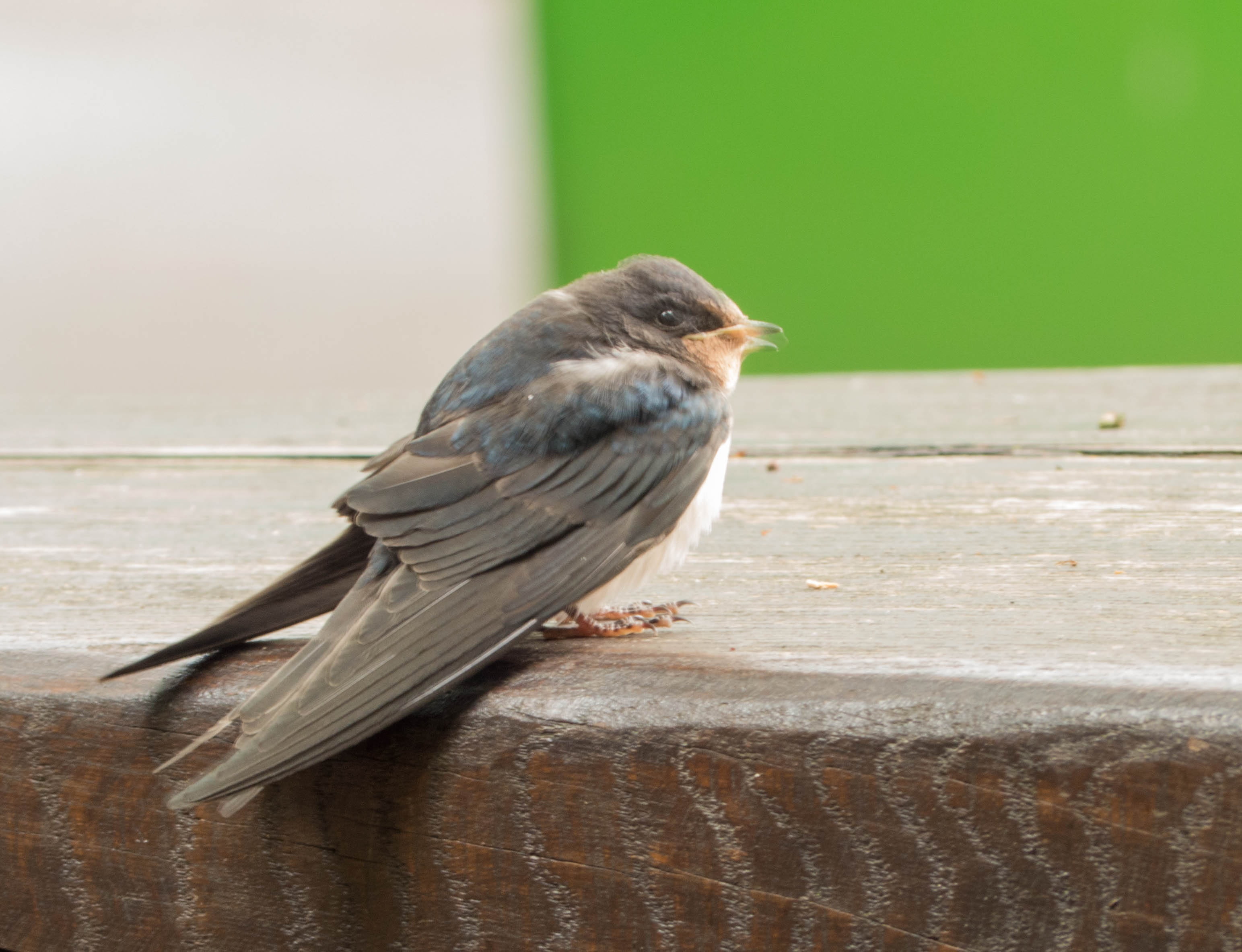wildlife, wood - material, schwalbe, beak, animal wildlife, one animal, animals in the wild, vertebrate, day, perching, water, outdoors, sparrow, animal themes, HD Wallpaper