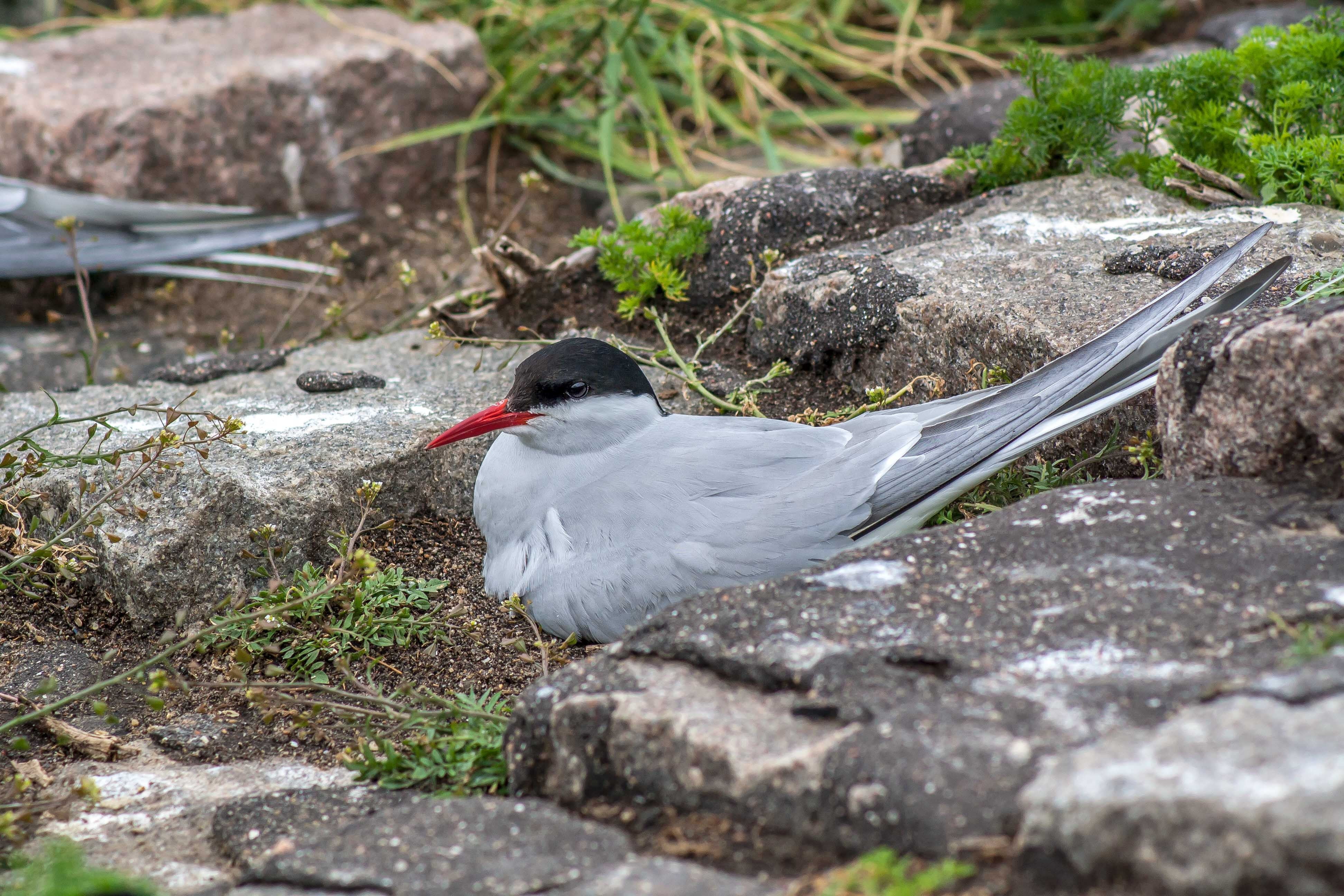 animal wildlife, vertebrate, wildlife, rock, day, plant, nature, birds, full length, bill, water bird, selective focus, nest stool, breed, animal, animals in the wild, HD Wallpaper