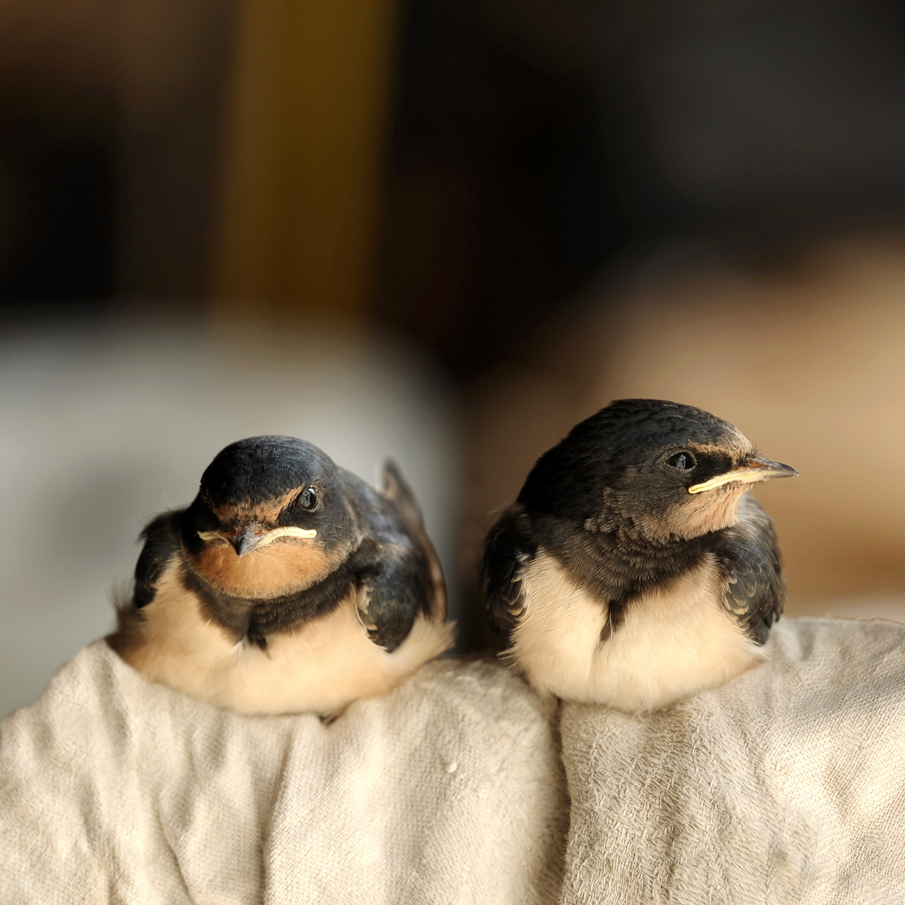 animal family, animals in the wild, beak, relaxation, group of animals, birds, barn swallow, animal wildlife, mouth open, grey, animal, furniture, two animals, Phone HD Wallpaper
