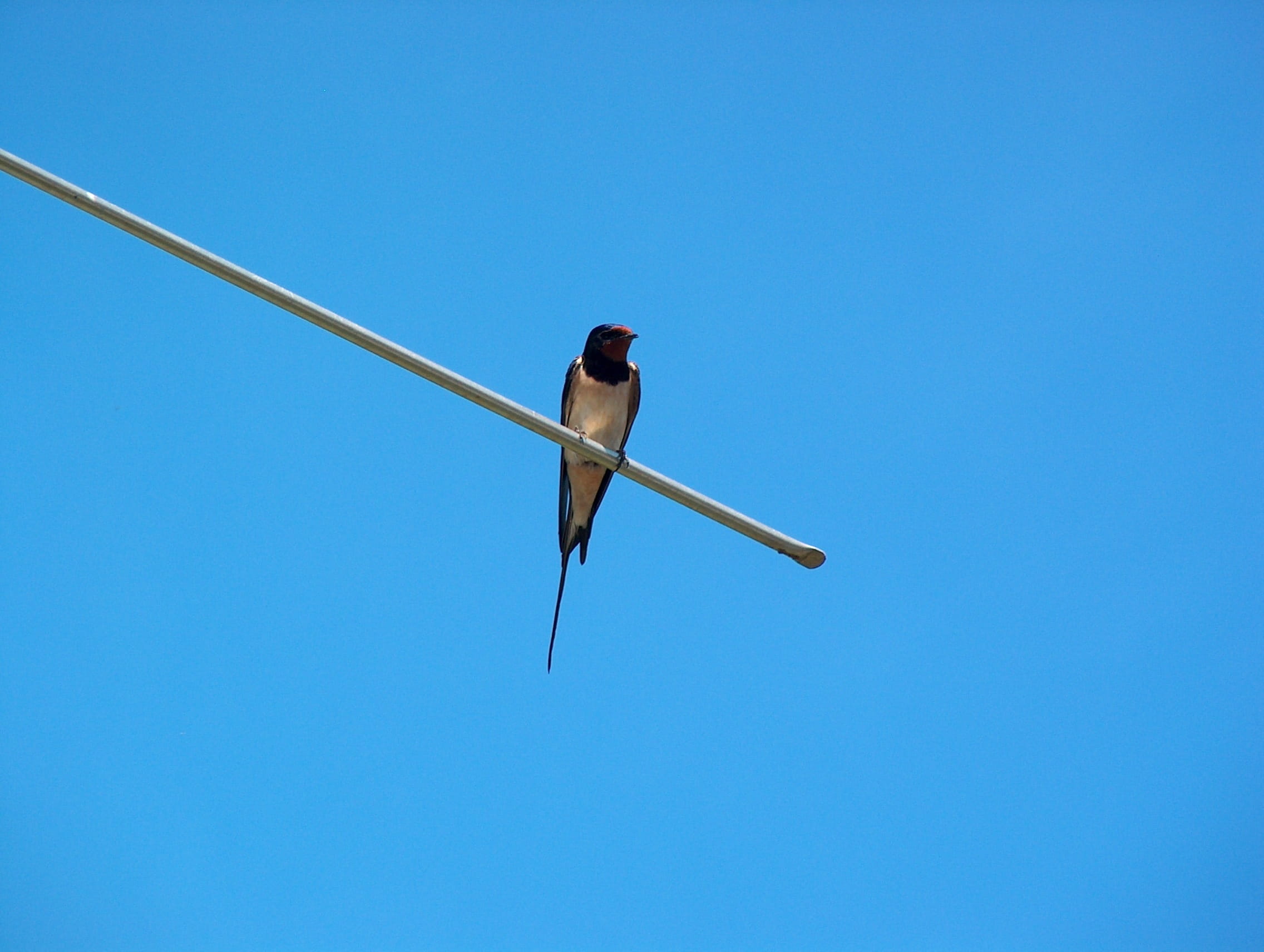 perching, Bird, blue, vertebrate, colored background, animal wildlife, wildlife, sky, flying, Schwalbe, animal themes, metal, one animal, Animal, no people, HD Wallpaper