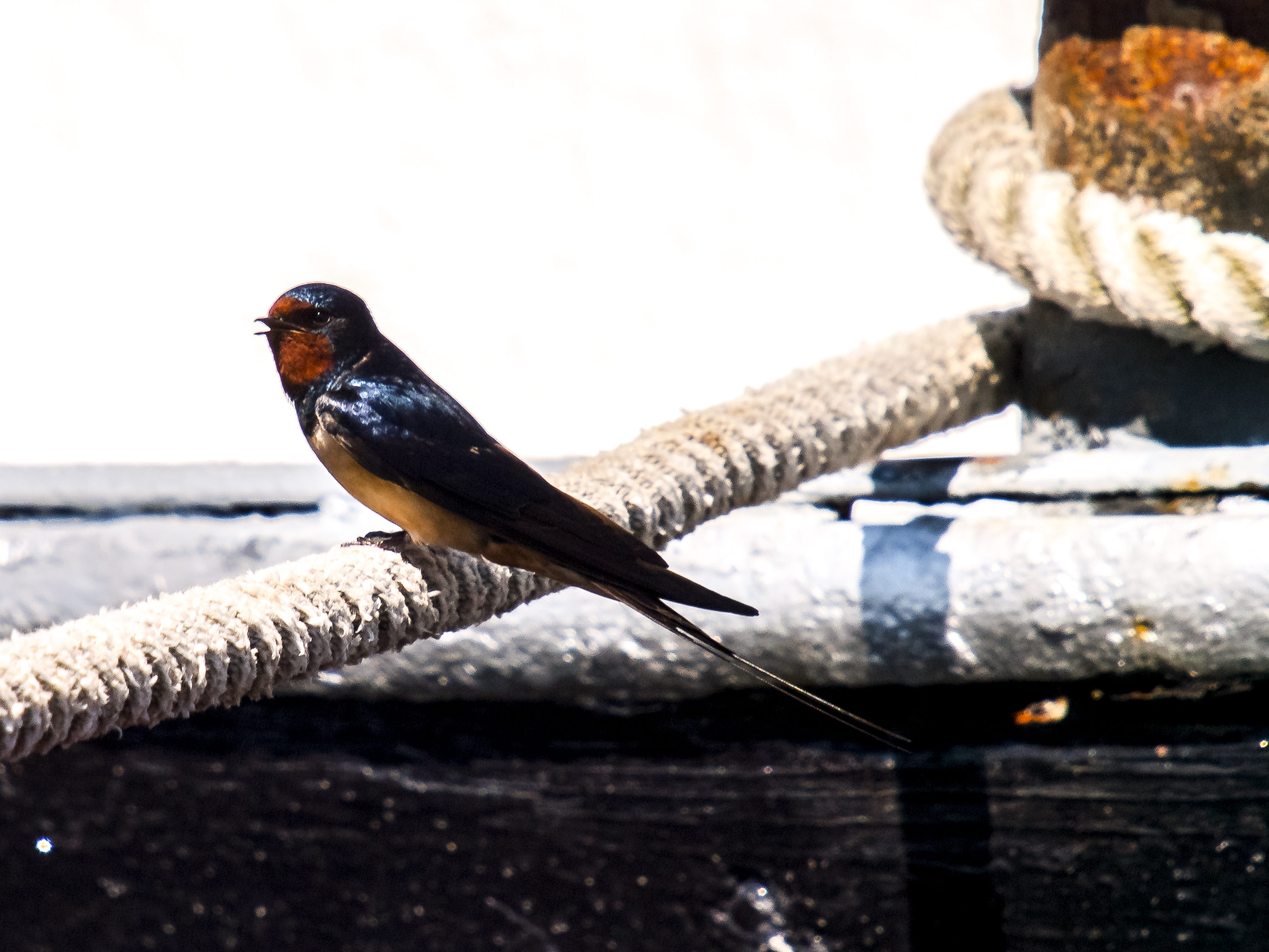 side view, day, sunlight, animal, animals in the wild, outdoors, full length, one animal, animal wildlife, wood - material, Barn Swallow, selective focus, HD Wallpaper