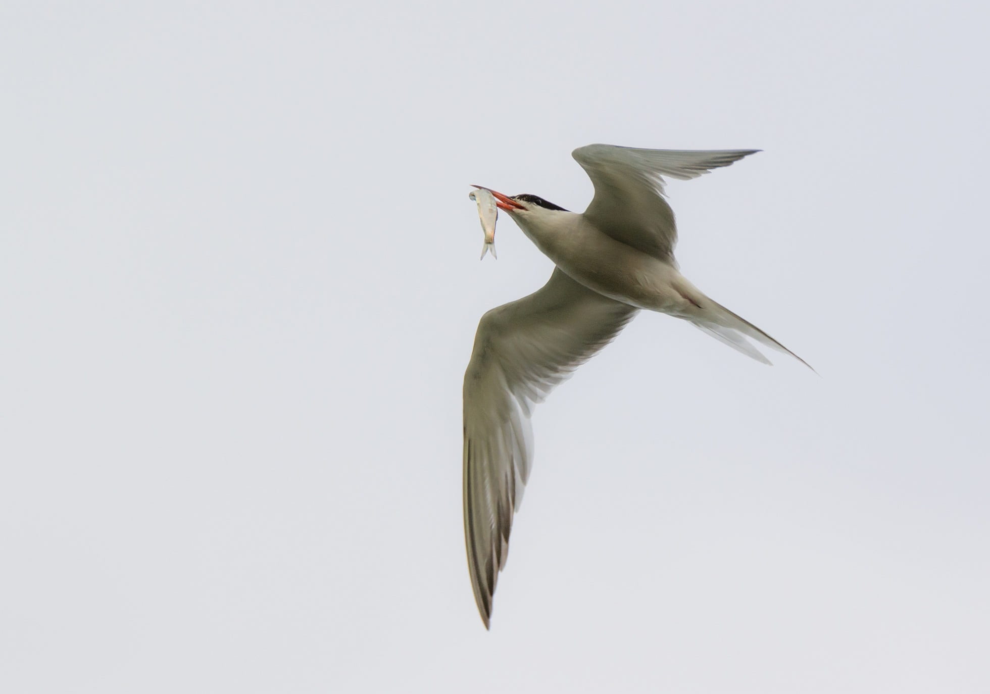 sky, nature, copy space, flying, 1080P, gull, hunting, animal themes, animal, motion, mid-air, low angle view, seevogel, studio shot, water bird, clear sky, HD Wallpaper