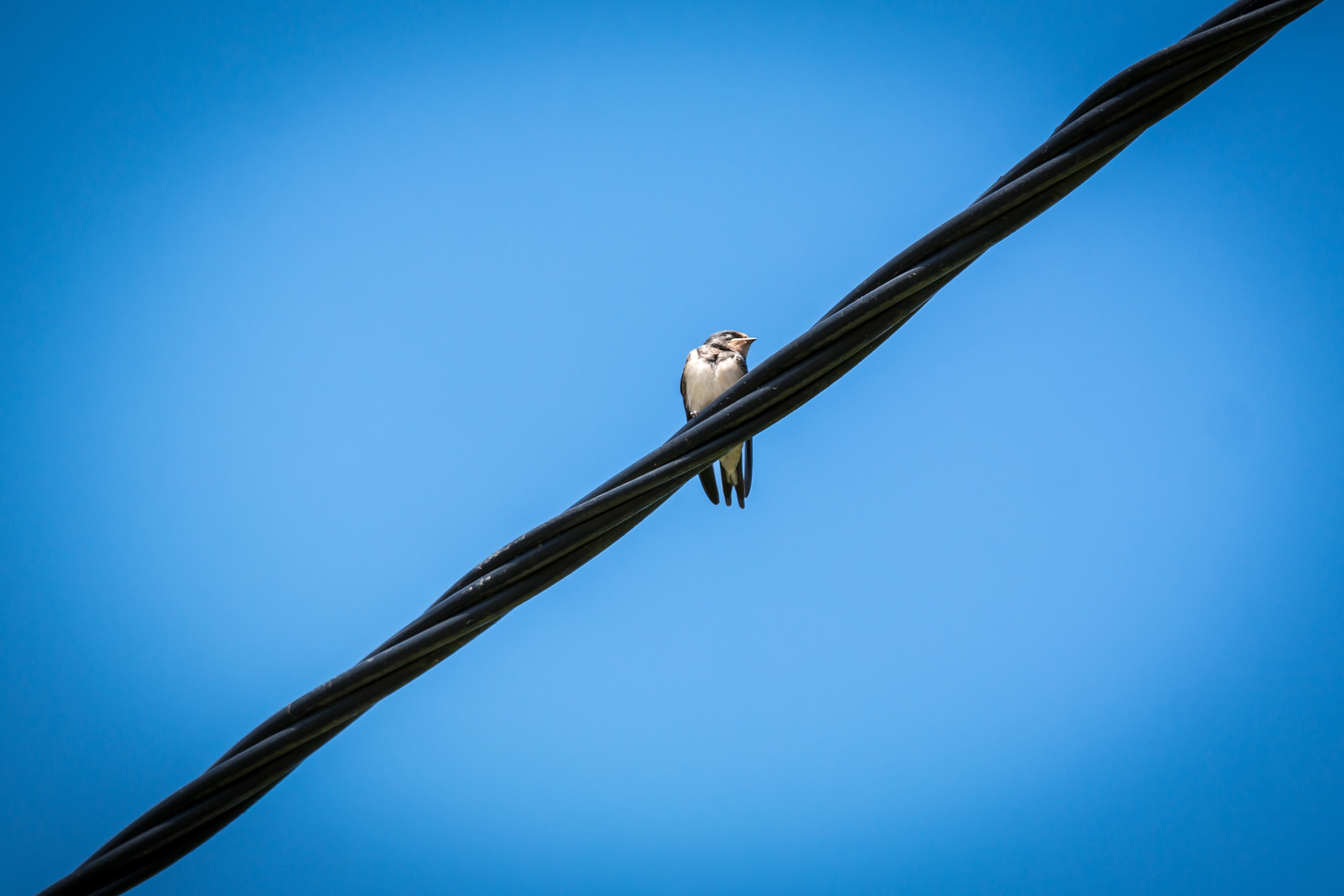 nature, cable, sky, schwalbe, energy, day, vertebrate, copy space, 4K, blue, animal wildlife, low angle view, clear sky, power cable, blue background, HD Wallpaper