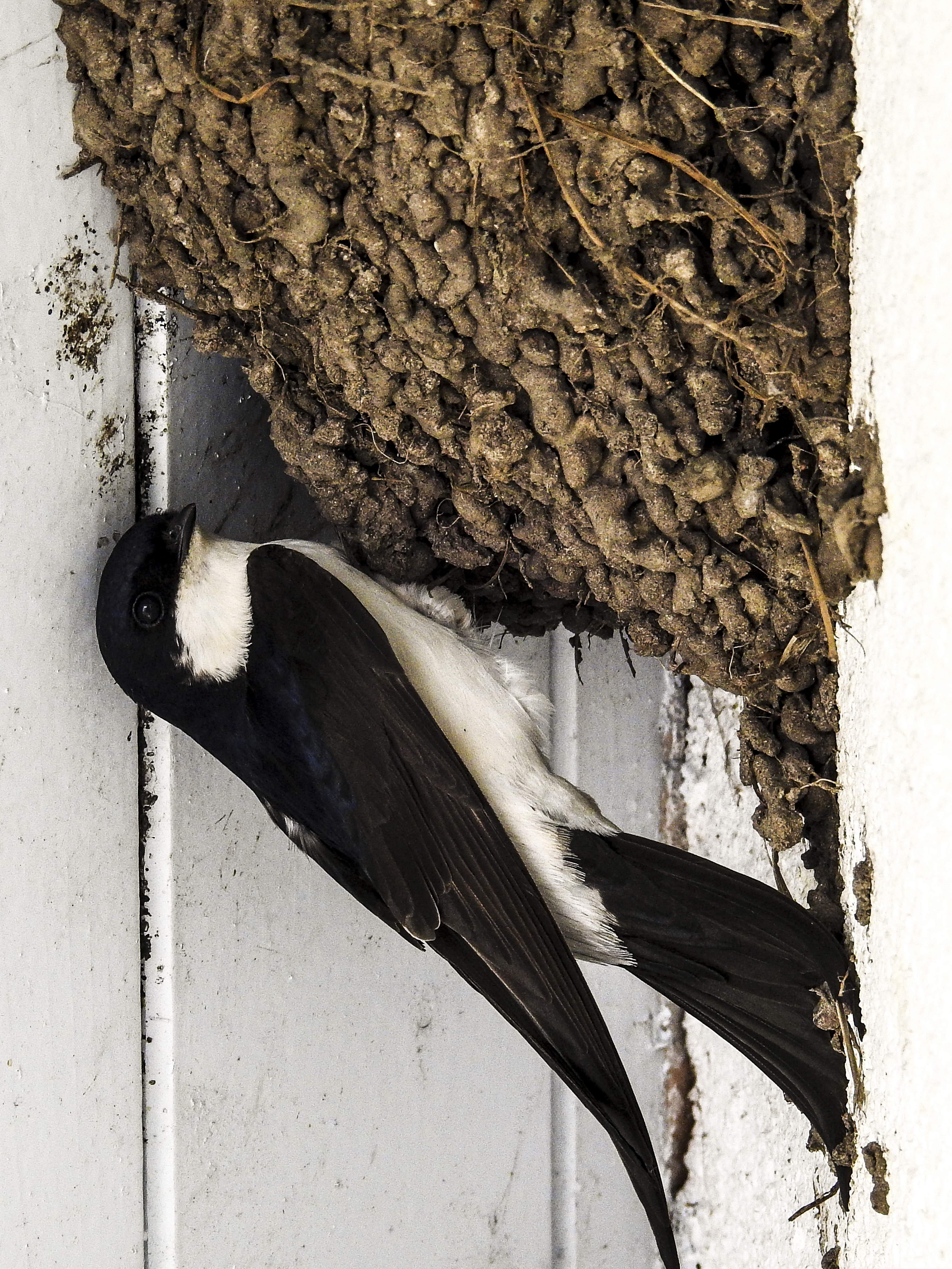 nest, schwalbe, wall - building feature, tree trunk, martin, vertebrate, 5K, trunk, animal themes, animals in the wild, tree, black color, close-up, perching, Phone HD Wallpaper