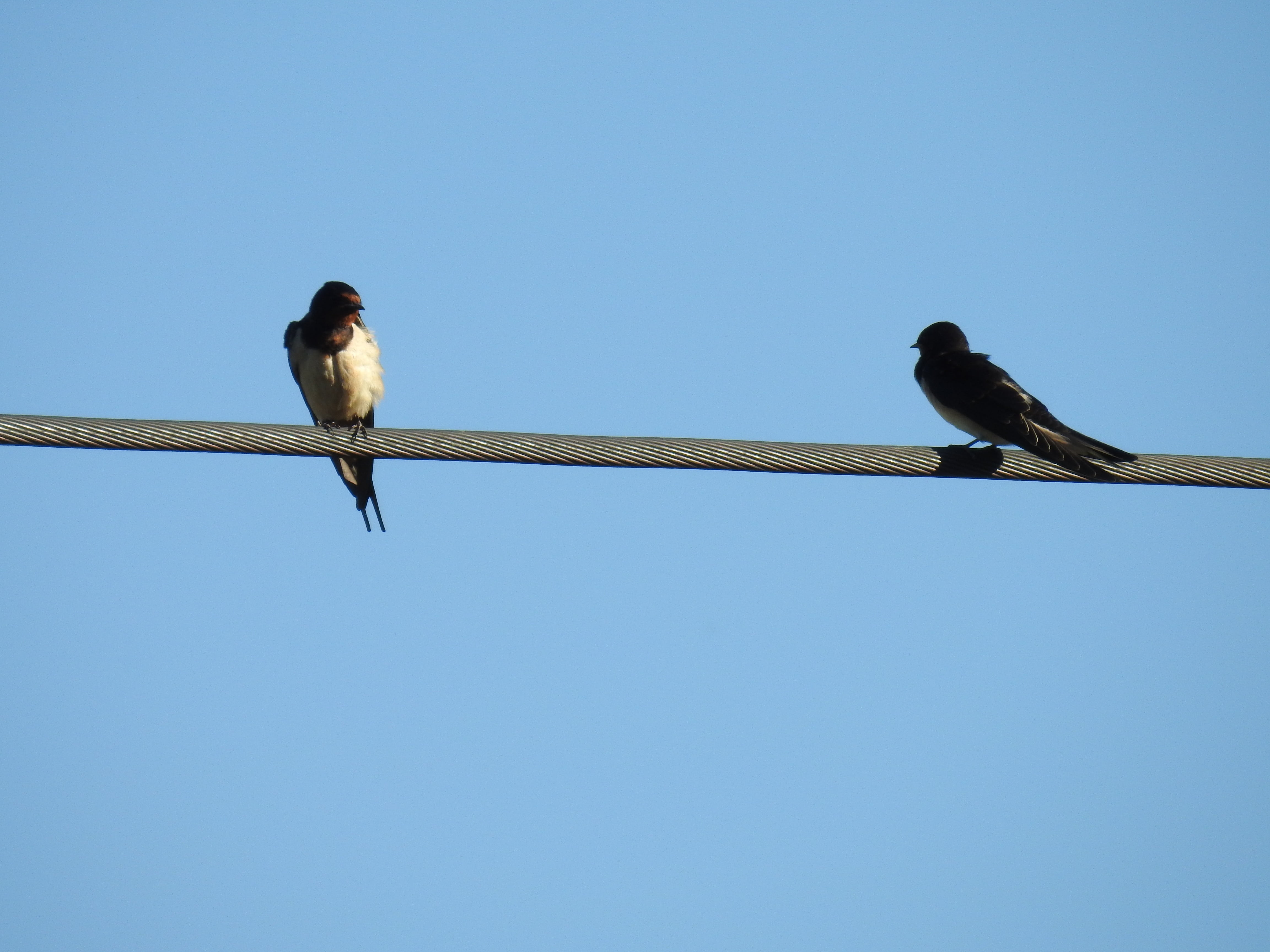 perching, copy space, group of animals, no people, schwalbe, animals in the wild, telephone line, animal, sky, low angle view, wildlife, animal wildlife, HD Wallpaper