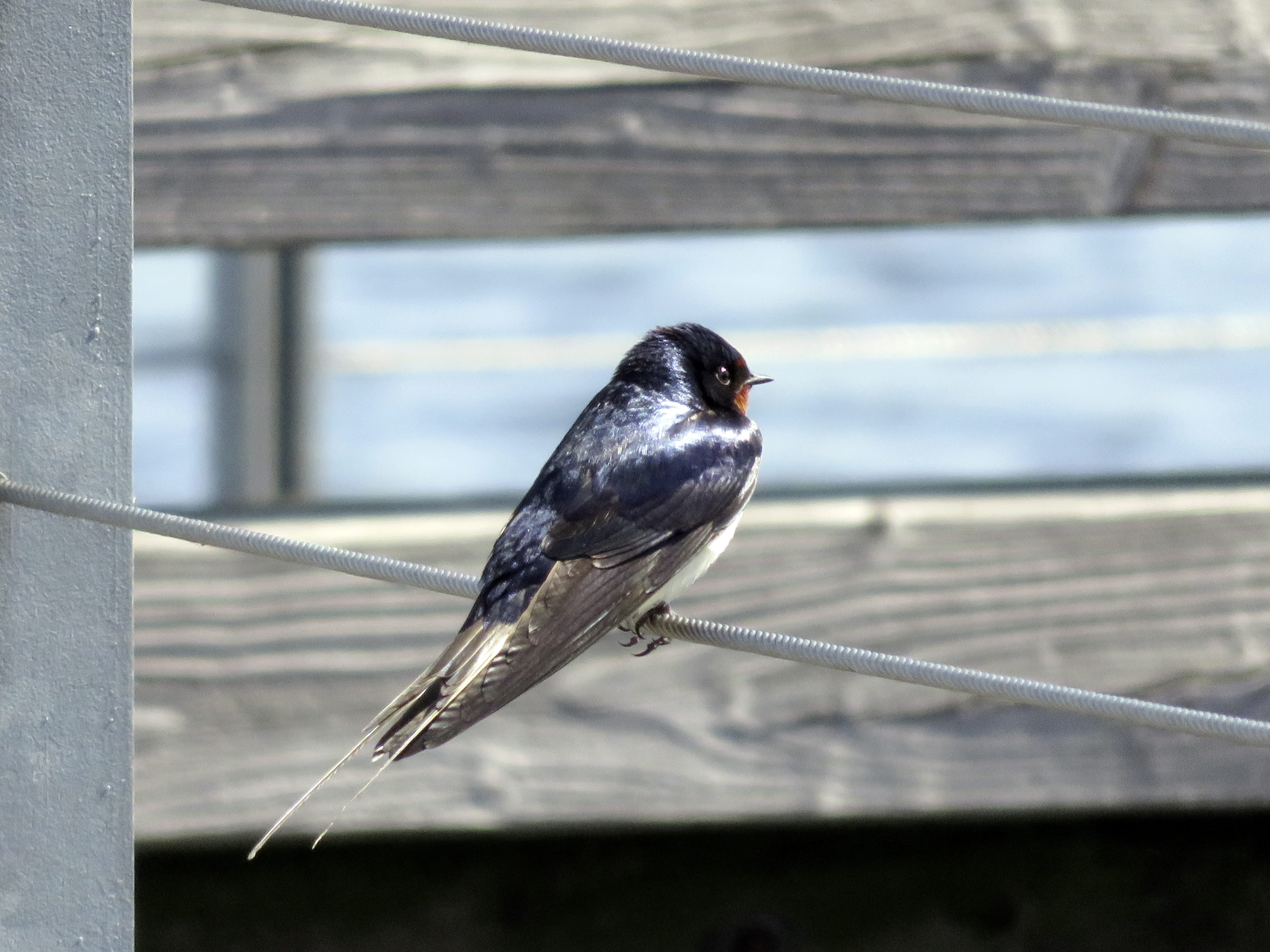 bird watching, 4K, vertebrate, perching, railing, barrier, full length, barn swallow, animal wildlife, no people, nature, bird, animal world, focus on foreground, HD Wallpaper