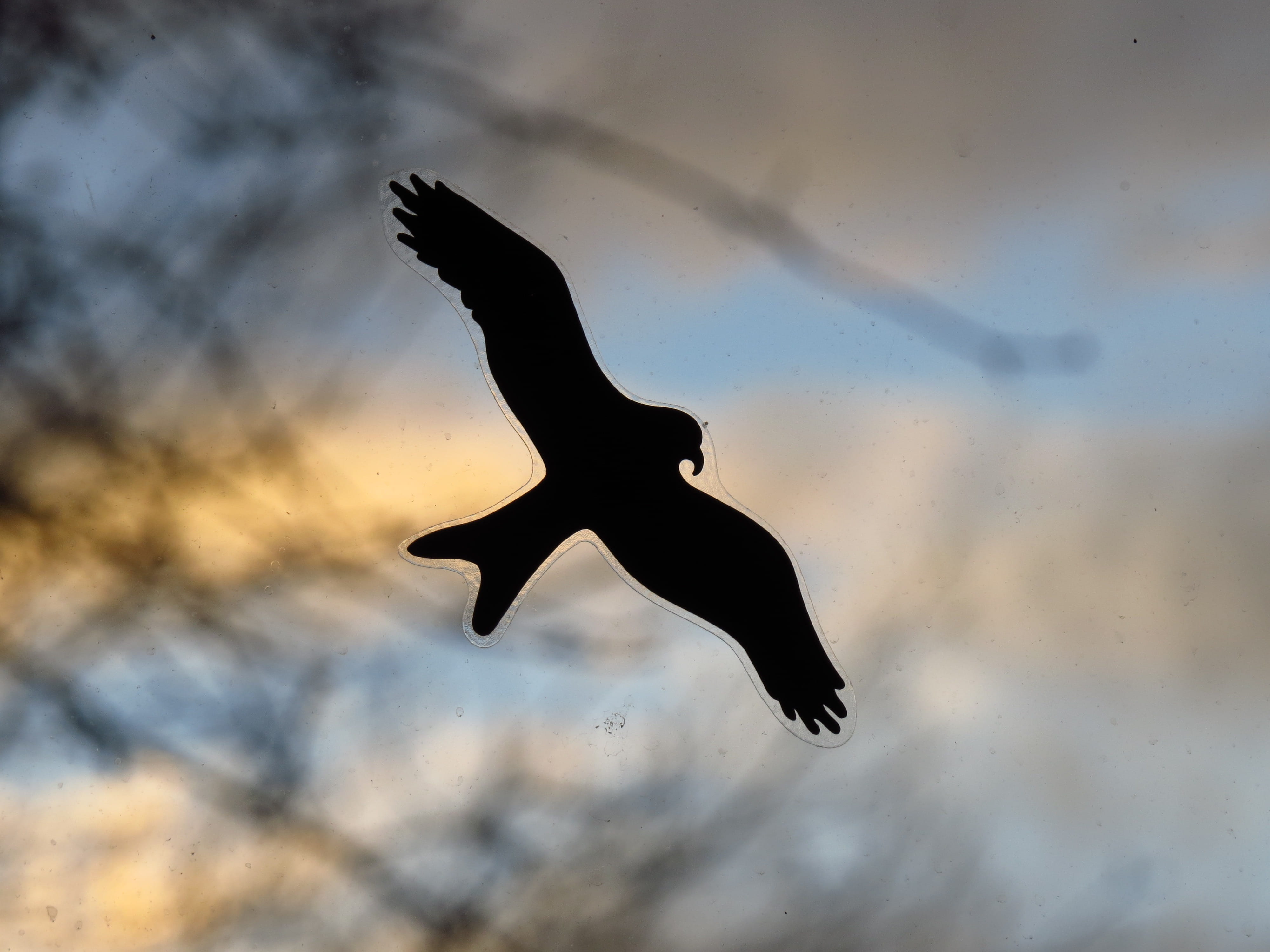 mid-air, full length, black, bird, sky, animal wildlife, sticker, cloud - sky, nature, glass, warning, outline, 4K, marine, animal, spread wings, one animal, HD Wallpaper
