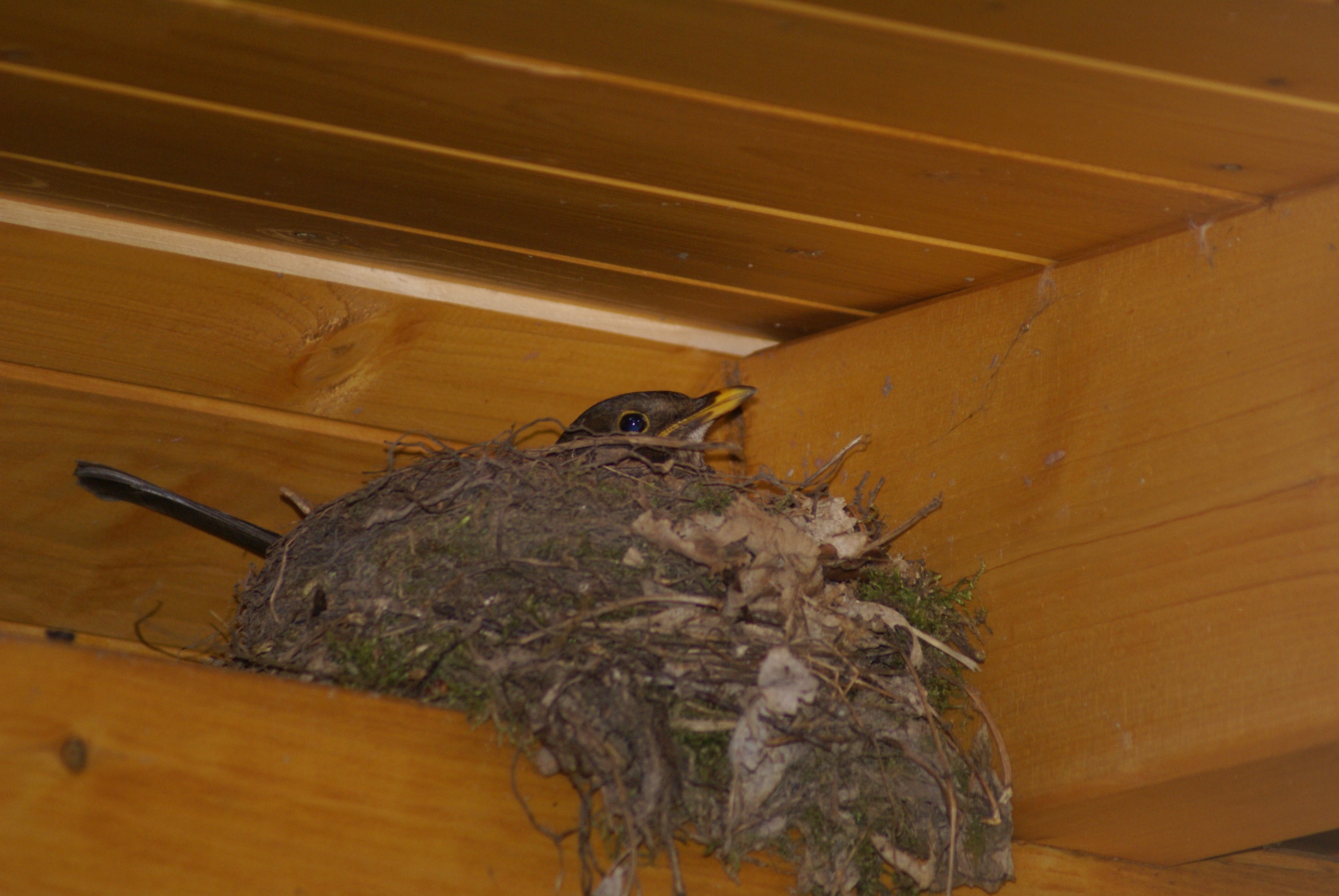 hungry, animal themes, wood - material, bird nest, 4K, high angle view, ceiling, birds nest, breed, animals in the wild, animal wildlife, schwalbe, animal head, HD Wallpaper