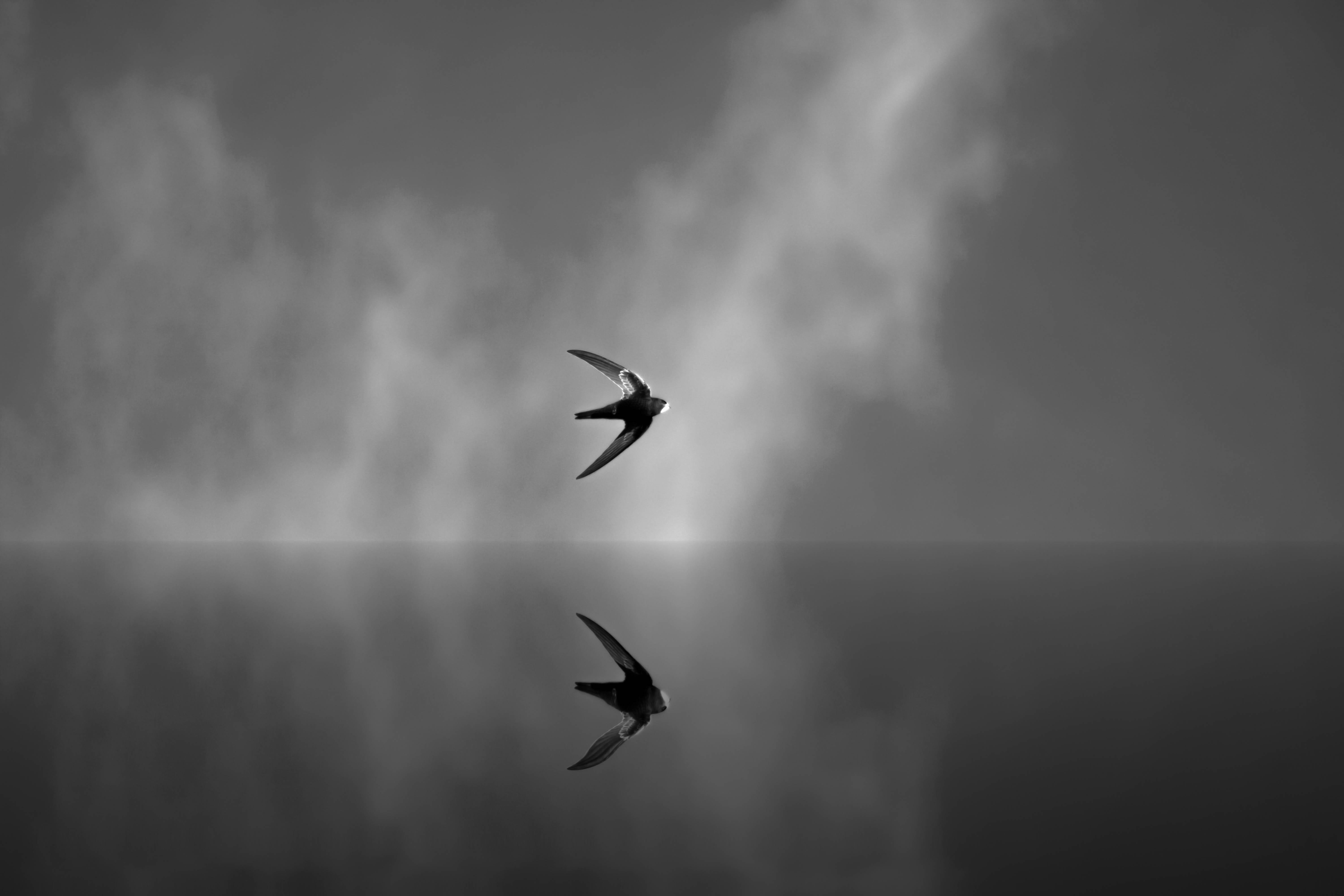 silhouette, vertebrate, artistically, animals in the wild, group of animals, black and white, mirroring, spread wings, bird, clouds, wing, dom, art, animal wildlife, HD Wallpaper
