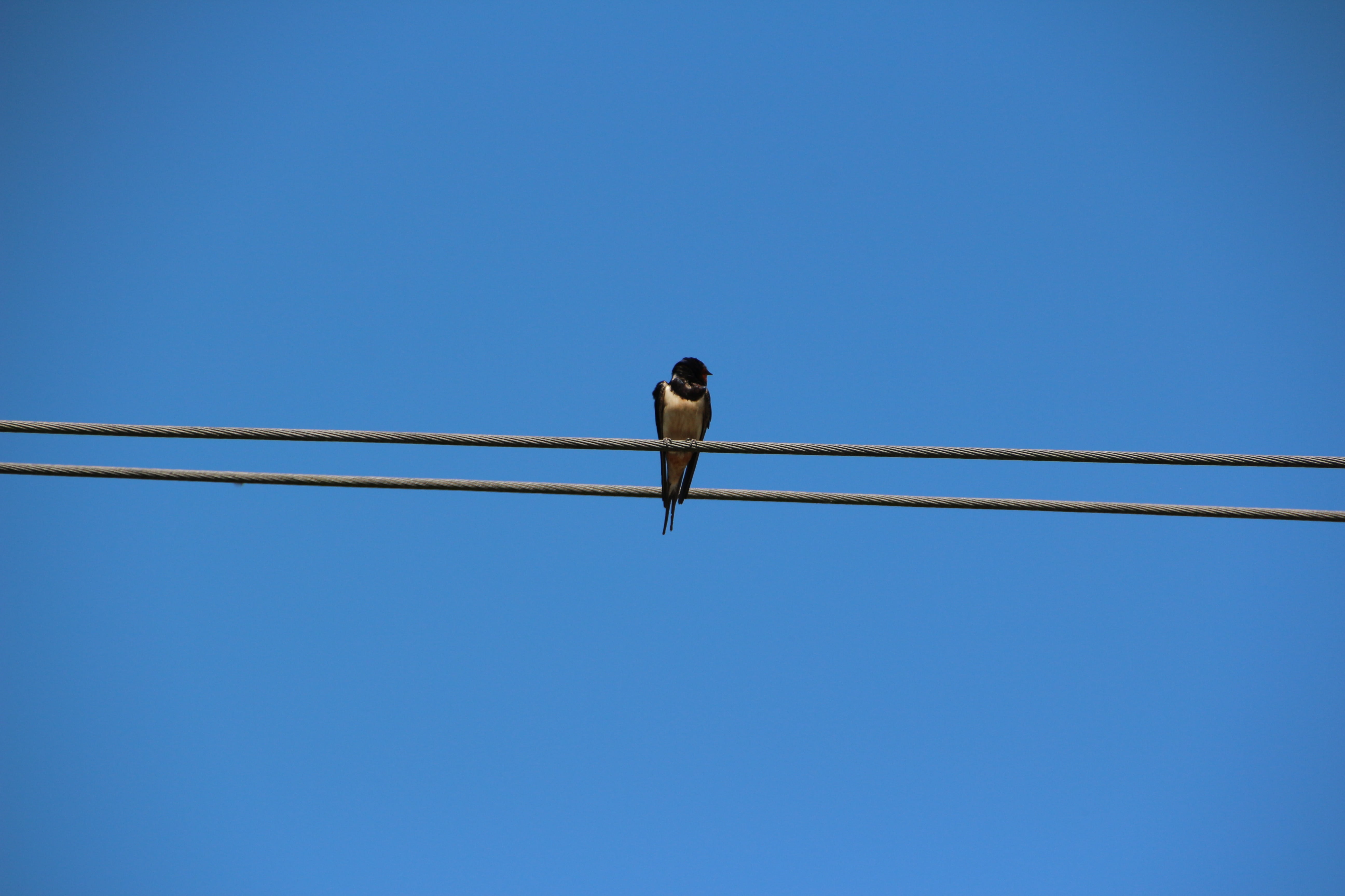 vertebrate, electricity, bird, spring, lines, outdoors, perching, connection, one animal, power supply, nature, 5K, clear sky, blue, animal themes, day, HD Wallpaper
