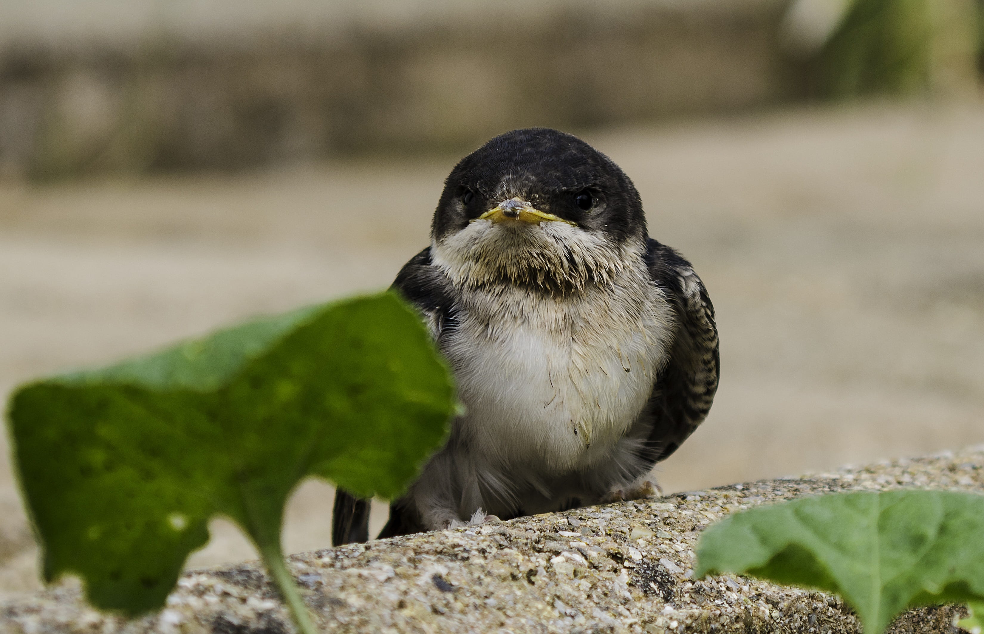 2K, bird watching, vertebrate, macro, no people, rock - object, martin, summer, schwalbe, animal world, bill, outdoors, sunlight, one animal, animal wildlife, HD Wallpaper