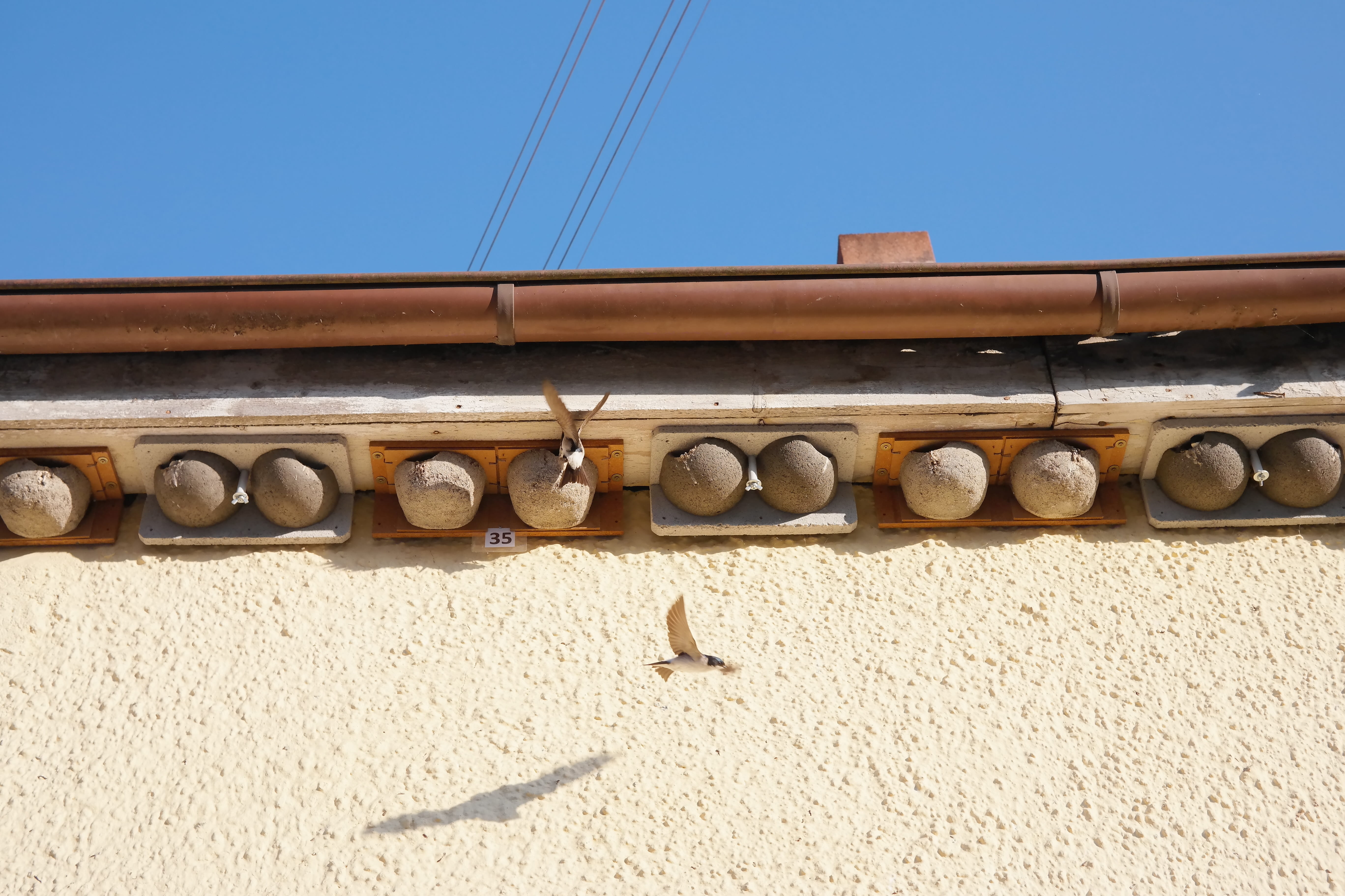 day, land, hirundinidae, wall, no people, swallows, breed, sunlight, shadow, wall - building feature, built structure, clear sky, sky, feeding time, Delichon Urbicum, HD Wallpaper