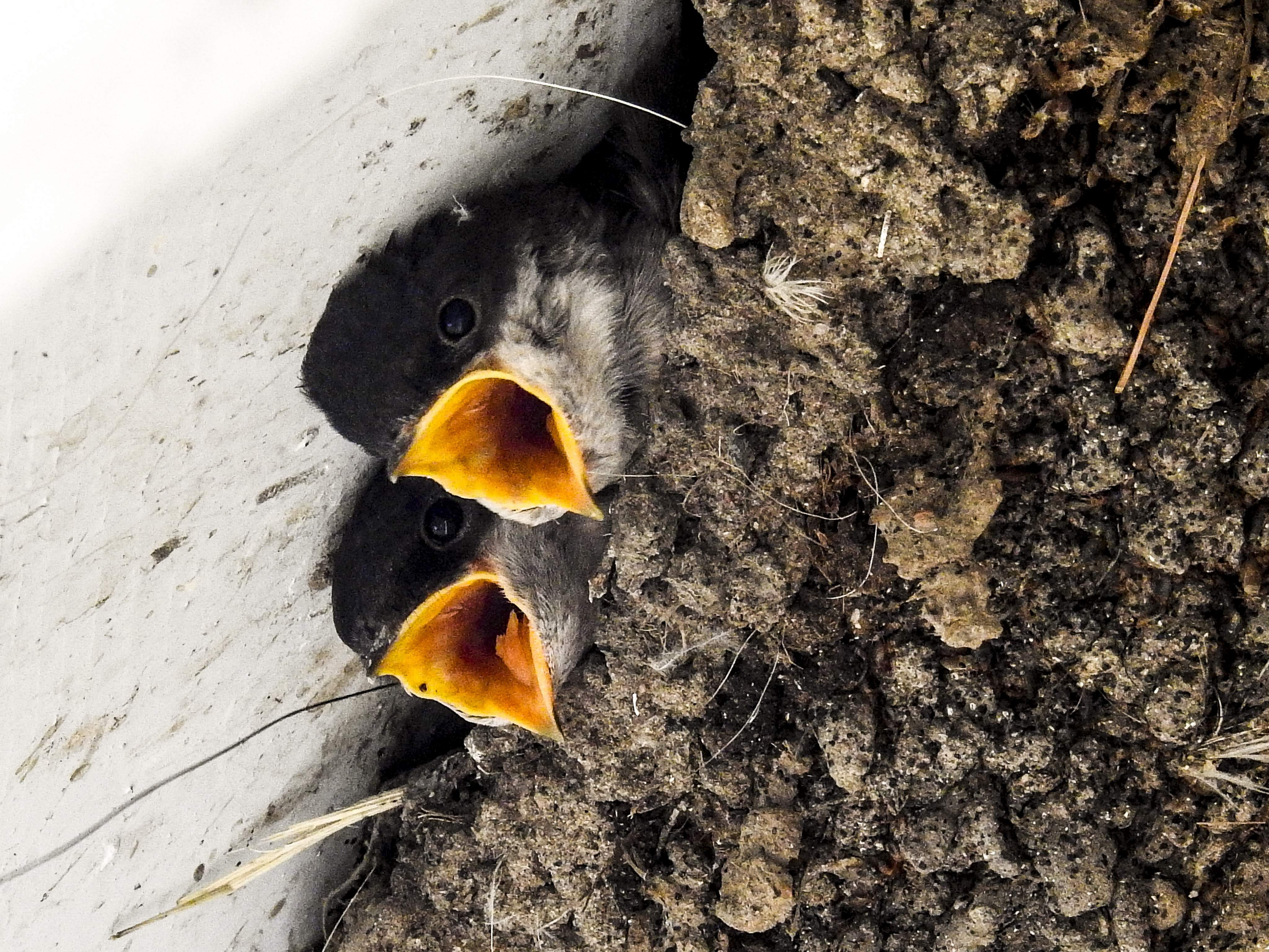 bird, schwalbe, 4K, tree, animal wildlife, no people, animal, pattern, directly above, plant, high angle view, wood - material, close-up, nest, martin, HD Wallpaper