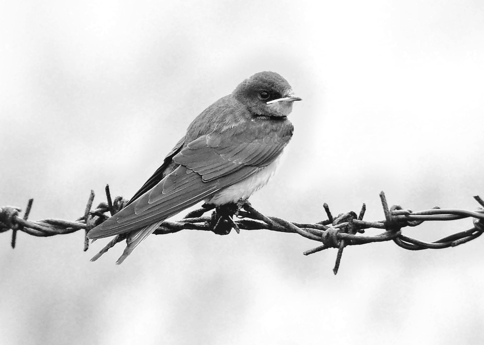 grayscale, bird, white, wildlife photography, barbwire, photography, schwalbe, martin, day, swallow, small, animal world, cute, animal wildlife, sky, fence, HD Wallpaper