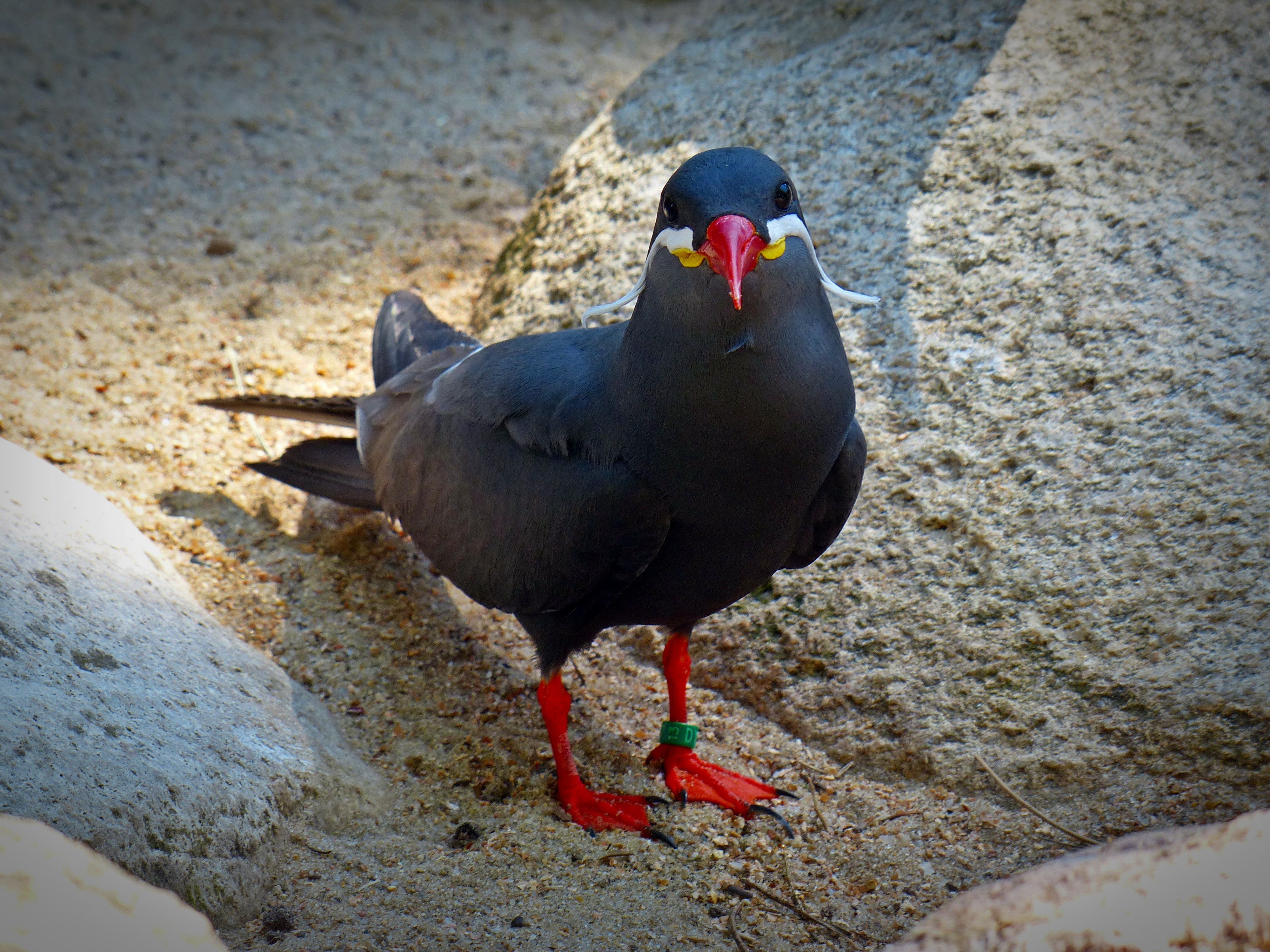 close-up, feather, vertebrate, one animal, water bird, outdoors, bird, inca tern, animal, schwalbe, nature, animal wildlife, wall - building feature, animals in the wild, HD Wallpaper