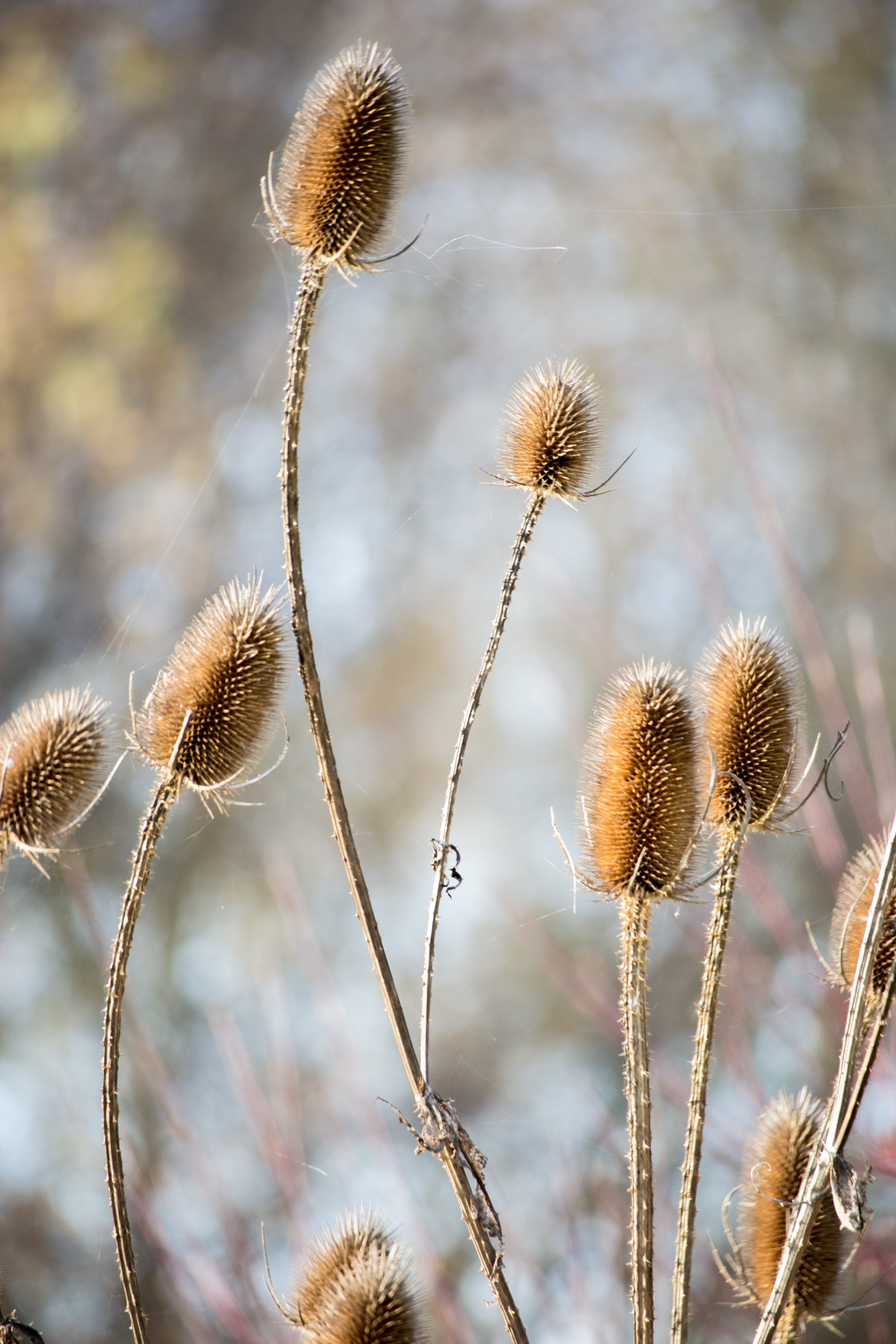 plant stem, lake, vulnerability, thistle, day, spur, dry, tranquility, close, close-up, growth, nature, blossom, dipsacus fullonum, pond, stengel, wild teasel, Phone HD Wallpaper