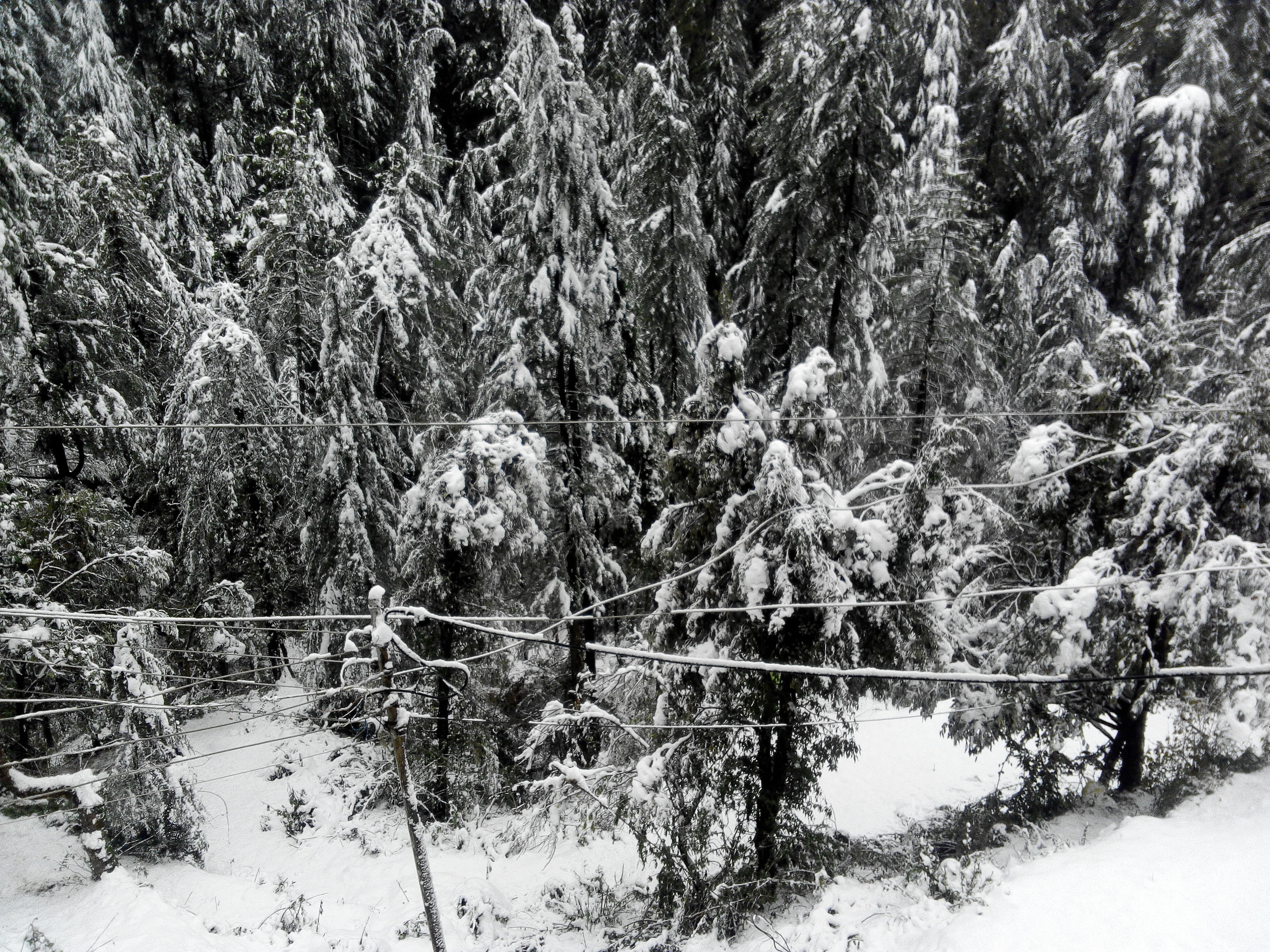 no people, flow in, plant, land, tranquility, shimla, growth, coniferous tree, winter, day, snowing, tree, scenics - nature, forest, the ice, non-urban scene, HD Wallpaper