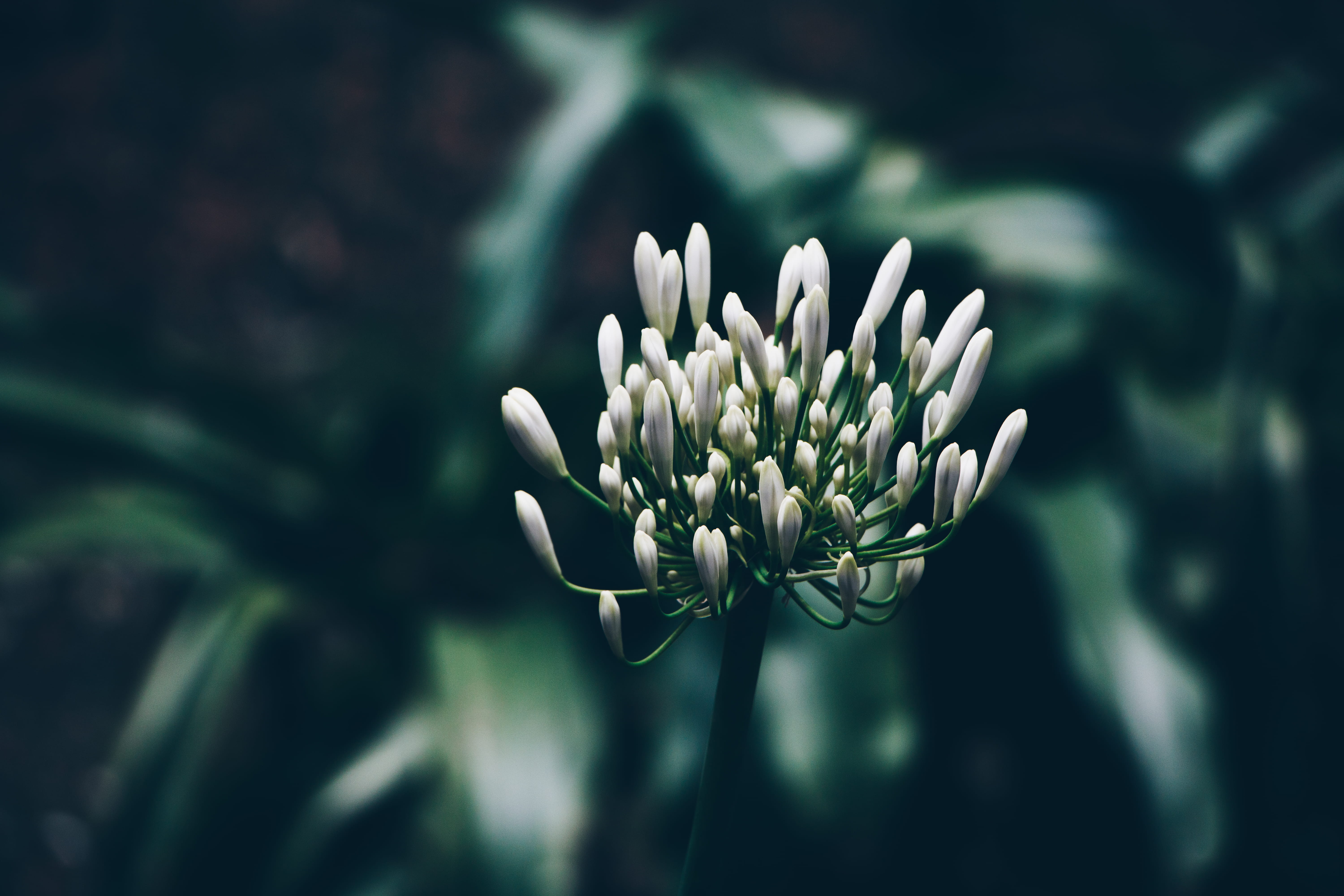 flowering plant, flower, anther, close-up, blossom, vulnerability, freshness, agapanthus, day, photography, petal, pollen, floral, india, iris, fragility, HD Wallpaper