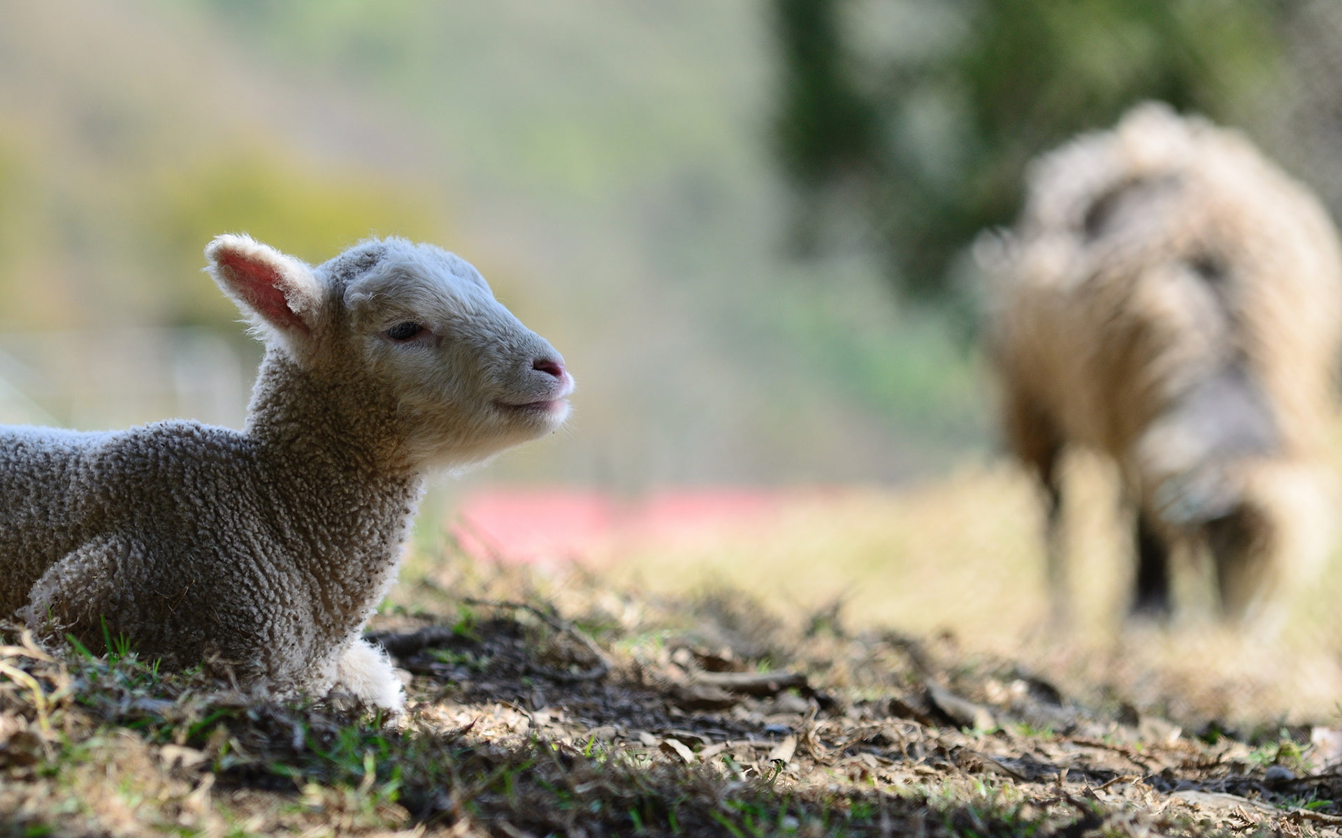 sheep, kid, 1080P, brown, animals, hd, HD Wallpaper