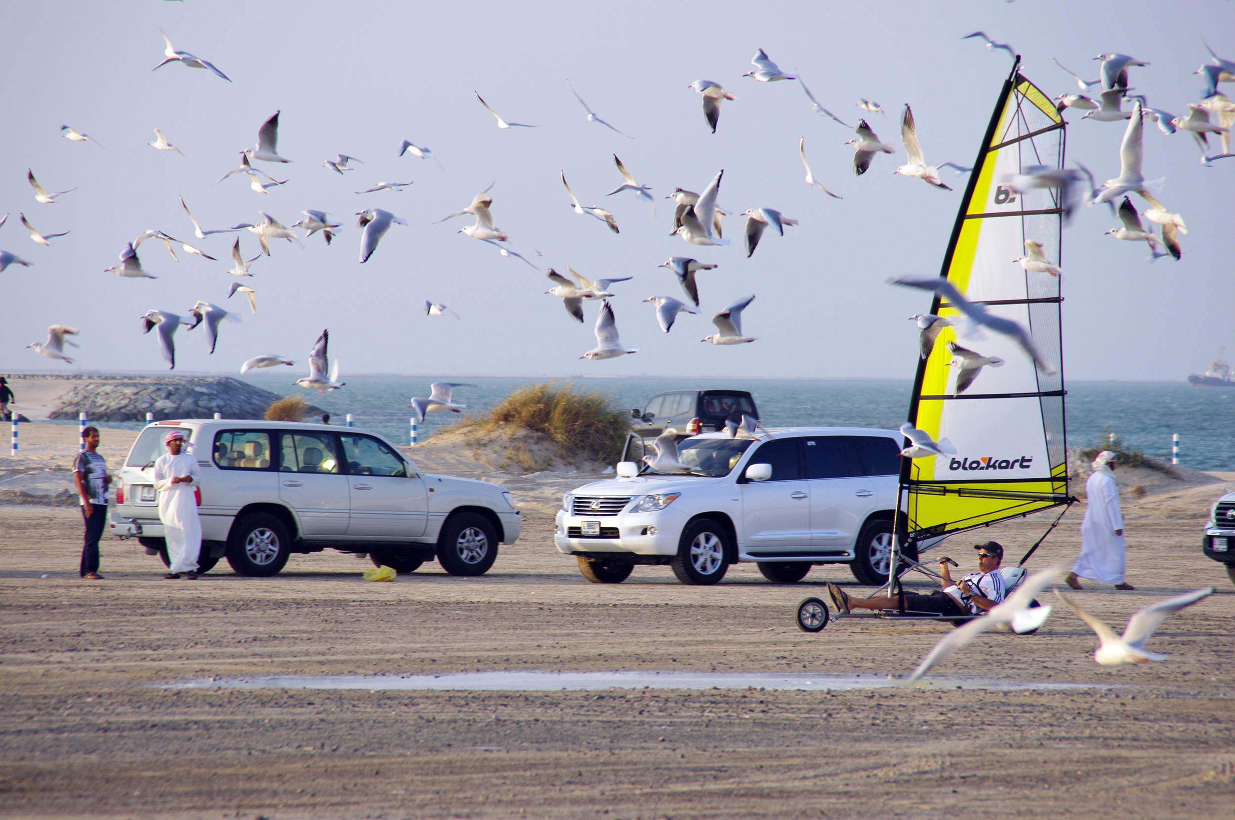 sheikhs, transportation, dubai, animal, sky, road, water, animal themes, flock of birds, 1080P, birds, day, animal wildlife, large group of animals, land vehicle, HD Wallpaper