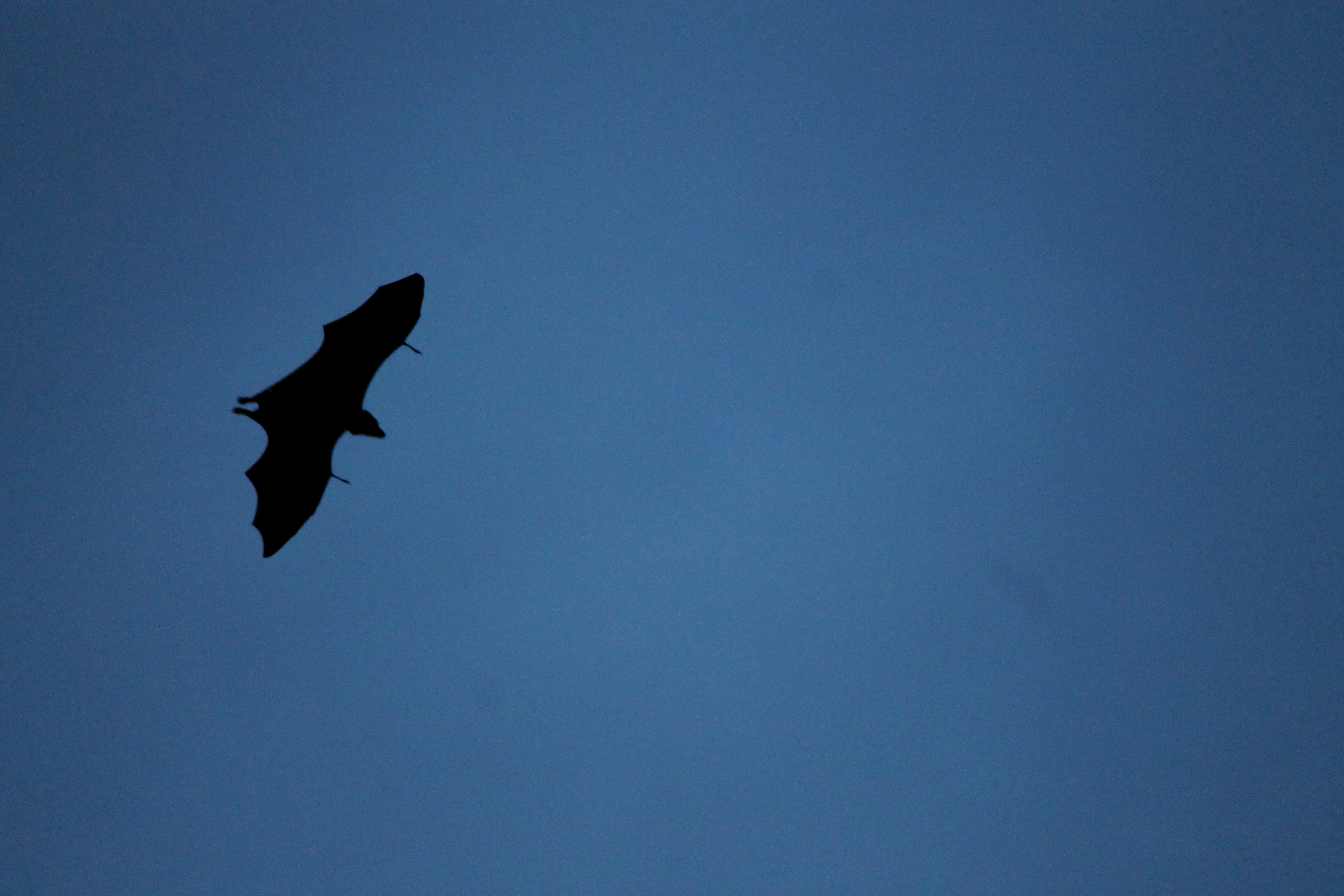 animals in the wild, no people, low angle view, outdoors, blue, mid-air, Bat, high fly, one animal, nature, 4K, height, Migrating, animal themes, Fly, HD Wallpaper