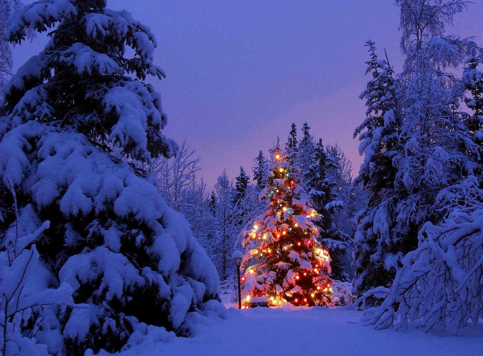 garland, 720P, christmas trees, christmas, park, trees, year, party, snow, new year, new, HD Wallpaper
