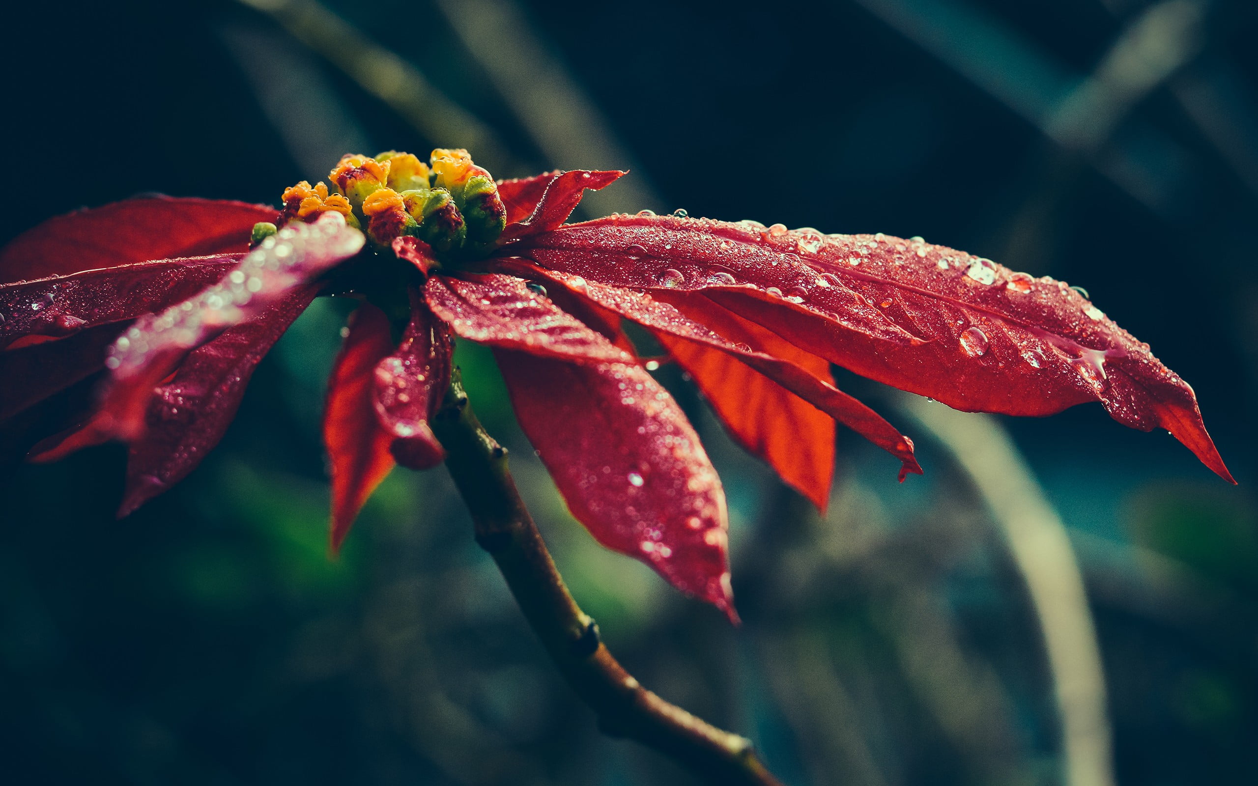 petal, poinsettia, pollen, flower, flower head, growth, nature, beauty in nature, no people, flowers, 2K, inflorescence, focus on foreground, day, fragility, HD Wallpaper