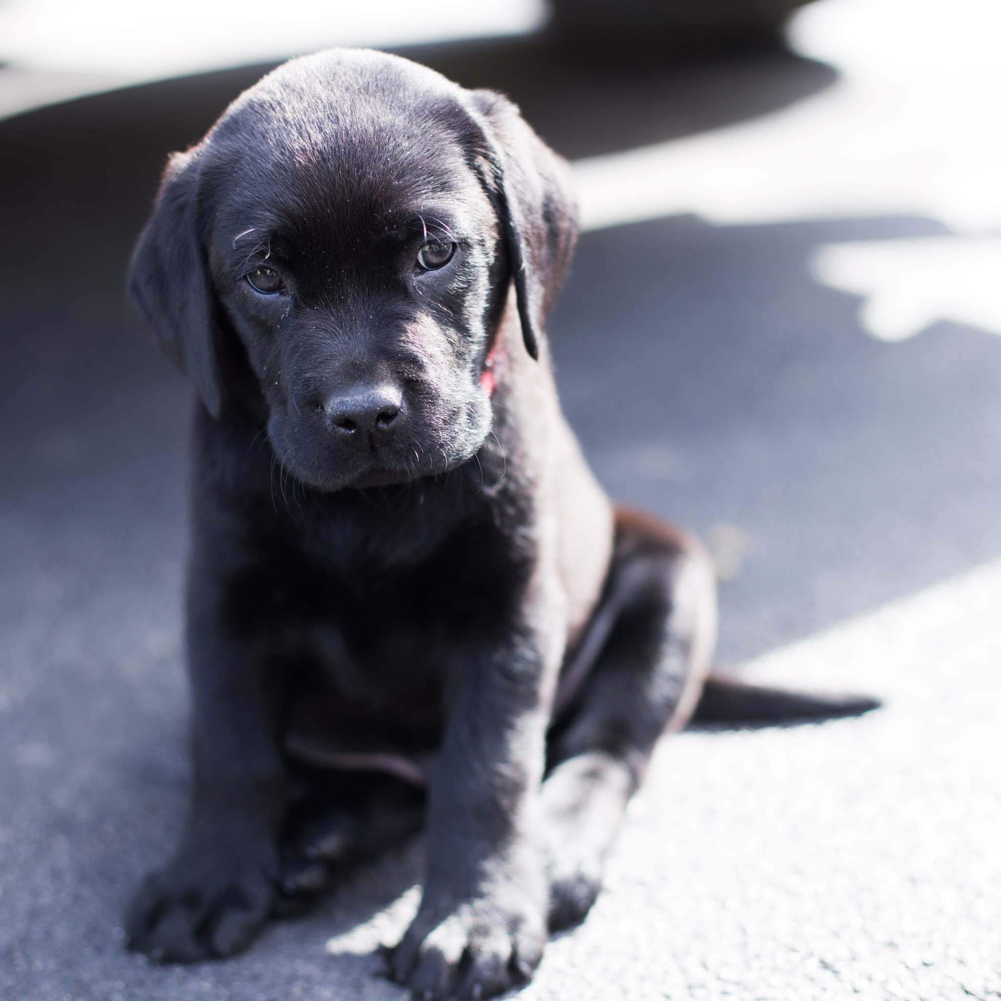 portrait, animal, puppy, young animal, black, 1080P, sad puppy, domestic animals, black lab, people, lab, one animal, domestic, labrador retriever, looking at camera, Phone HD Wallpaper