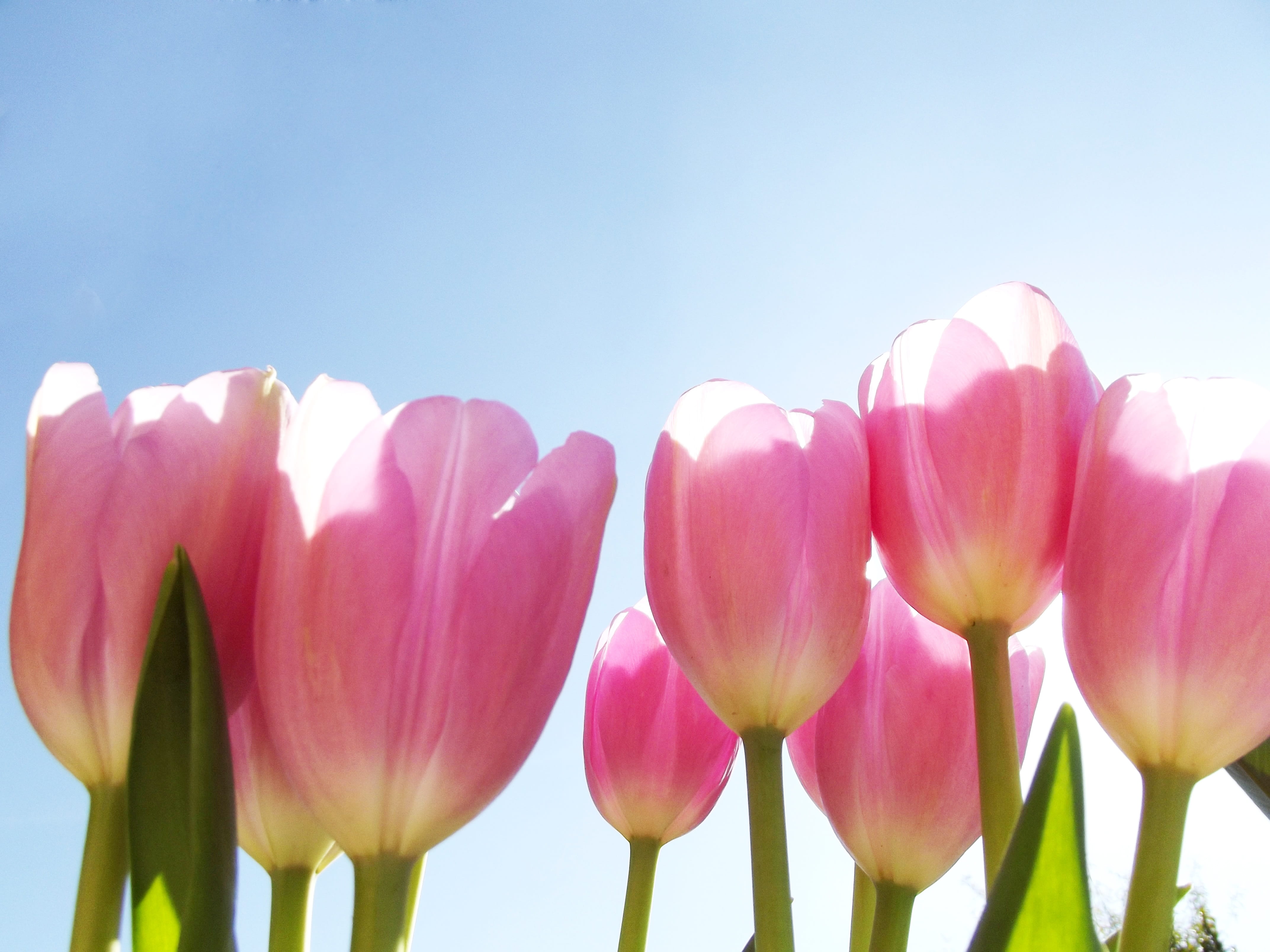 background, beauty In Nature, green Color, plant, pink, freshness, flowering plant, 4K, stem, spring, blue sky, day, fresh, growth, inflorescence, natural, HD Wallpaper