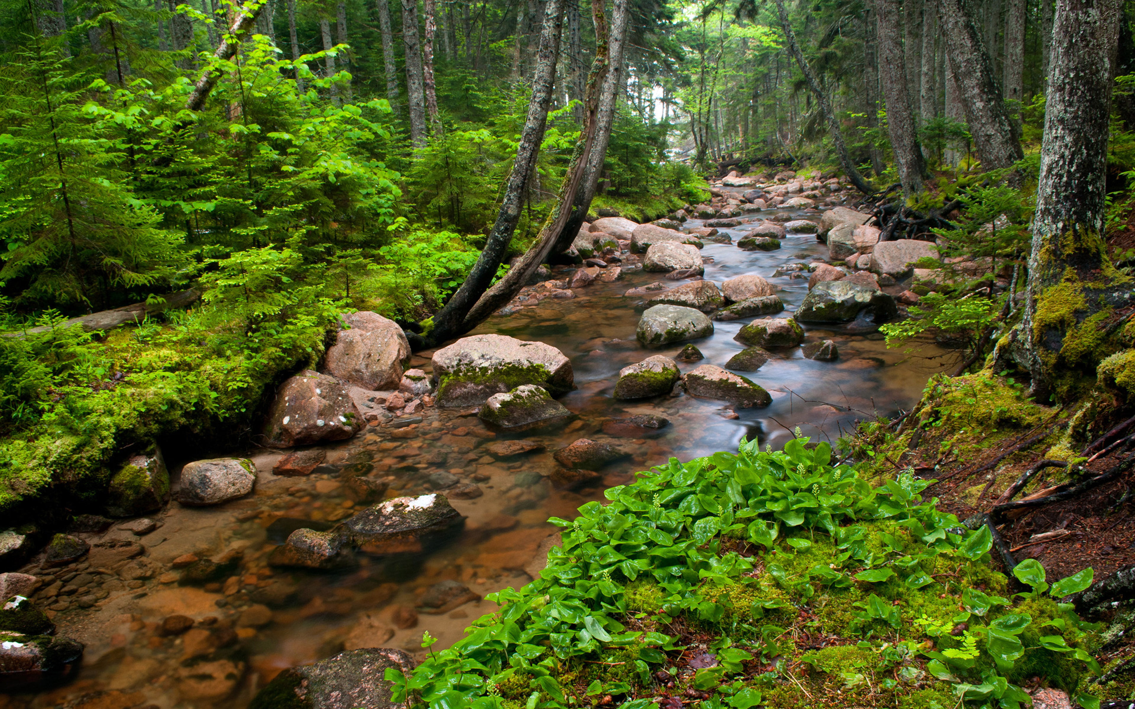 vegetation, resolution, downloading, small, beauty in nature, river, hd, green color, plant, flowing, clear, trees, green, nature, tranquility, HD Wallpaper