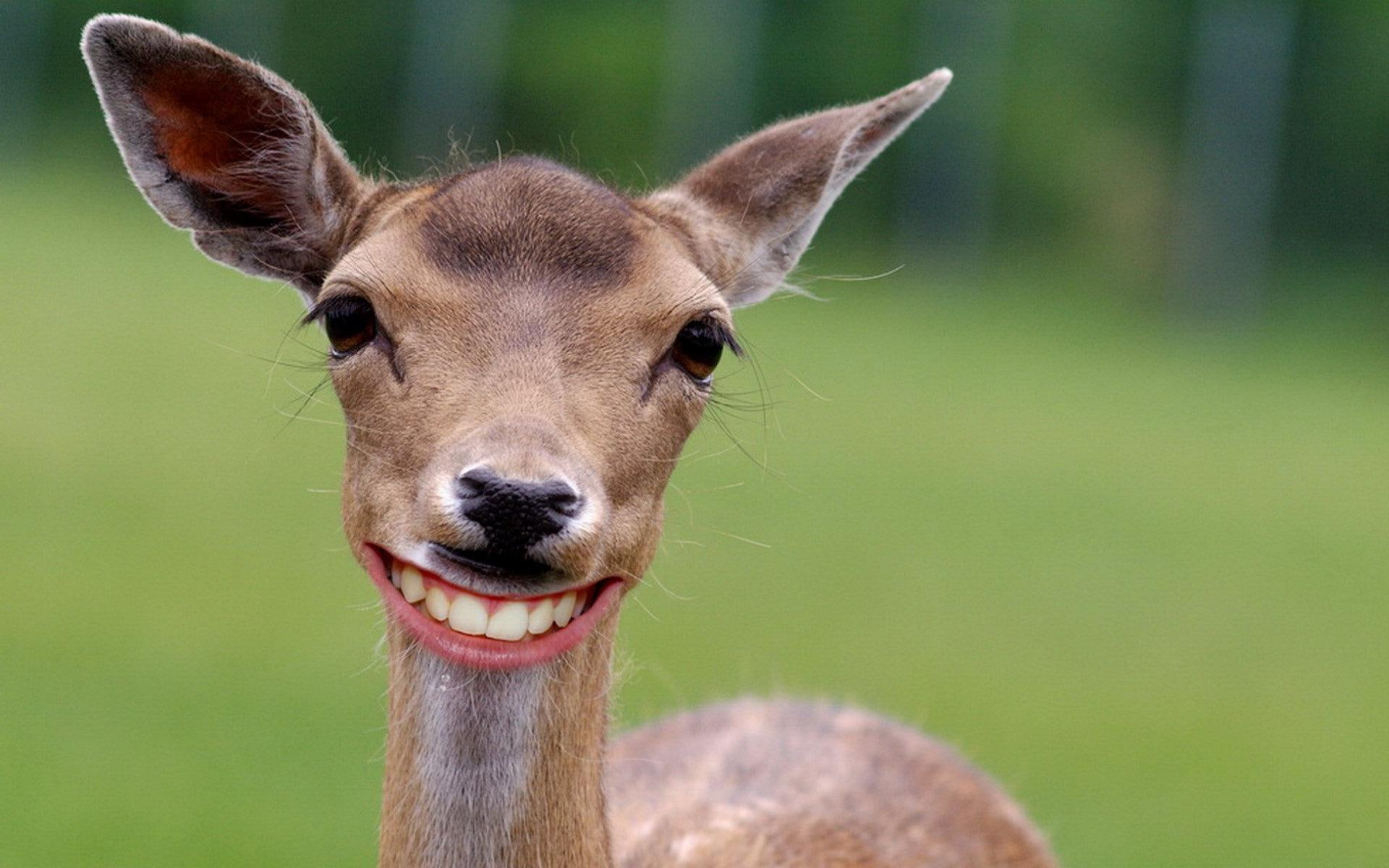 cheese, cheeeeeseeeee, smile, animals, deer, 1080P, say, HD Wallpaper
