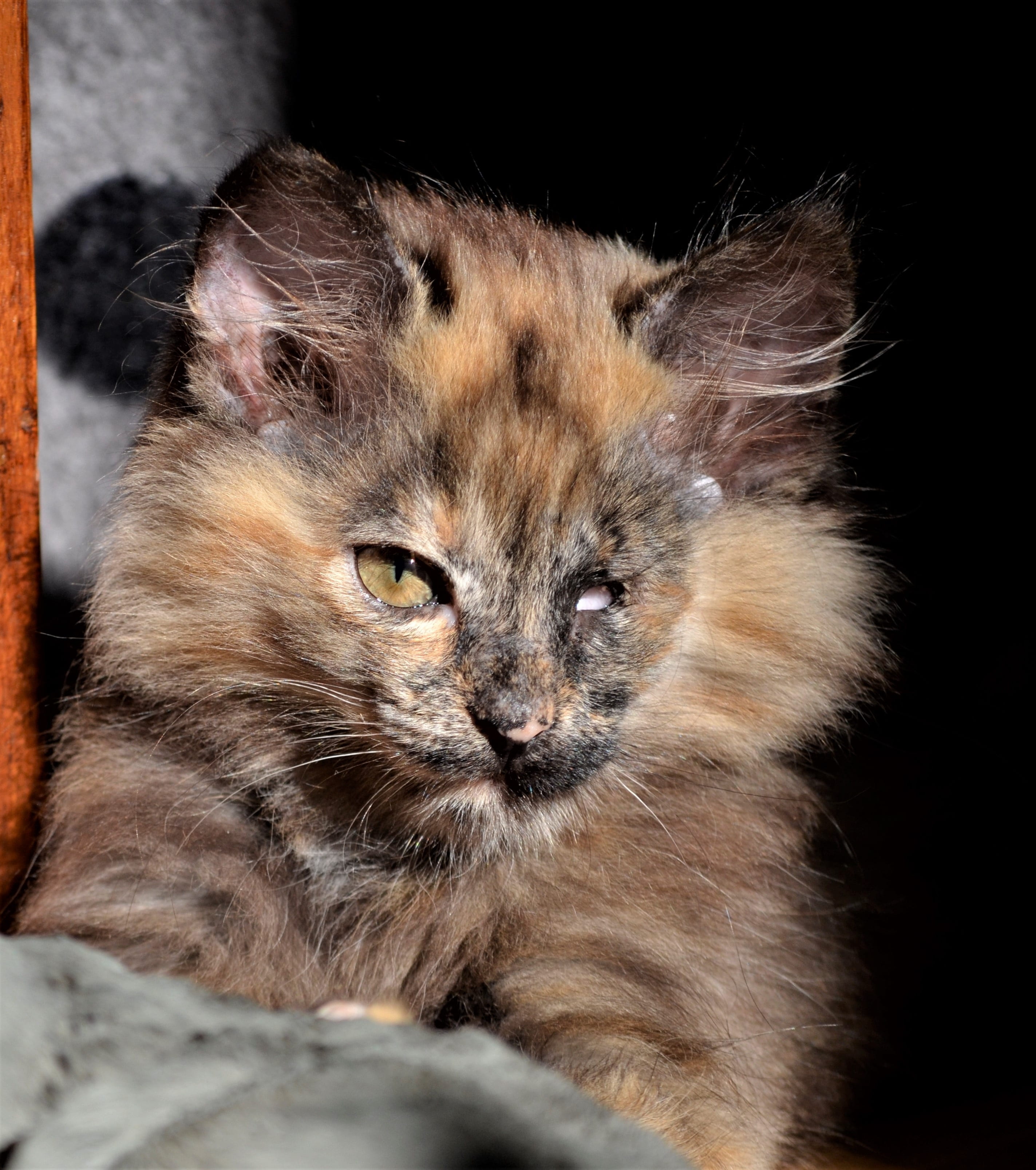 no people, soft, handicap, mammal, domestic cat, fluffy, pets, vertebrate, whisker, portrait, domestic animals, black background, kitten, indoors, looking at camera, Phone HD Wallpaper