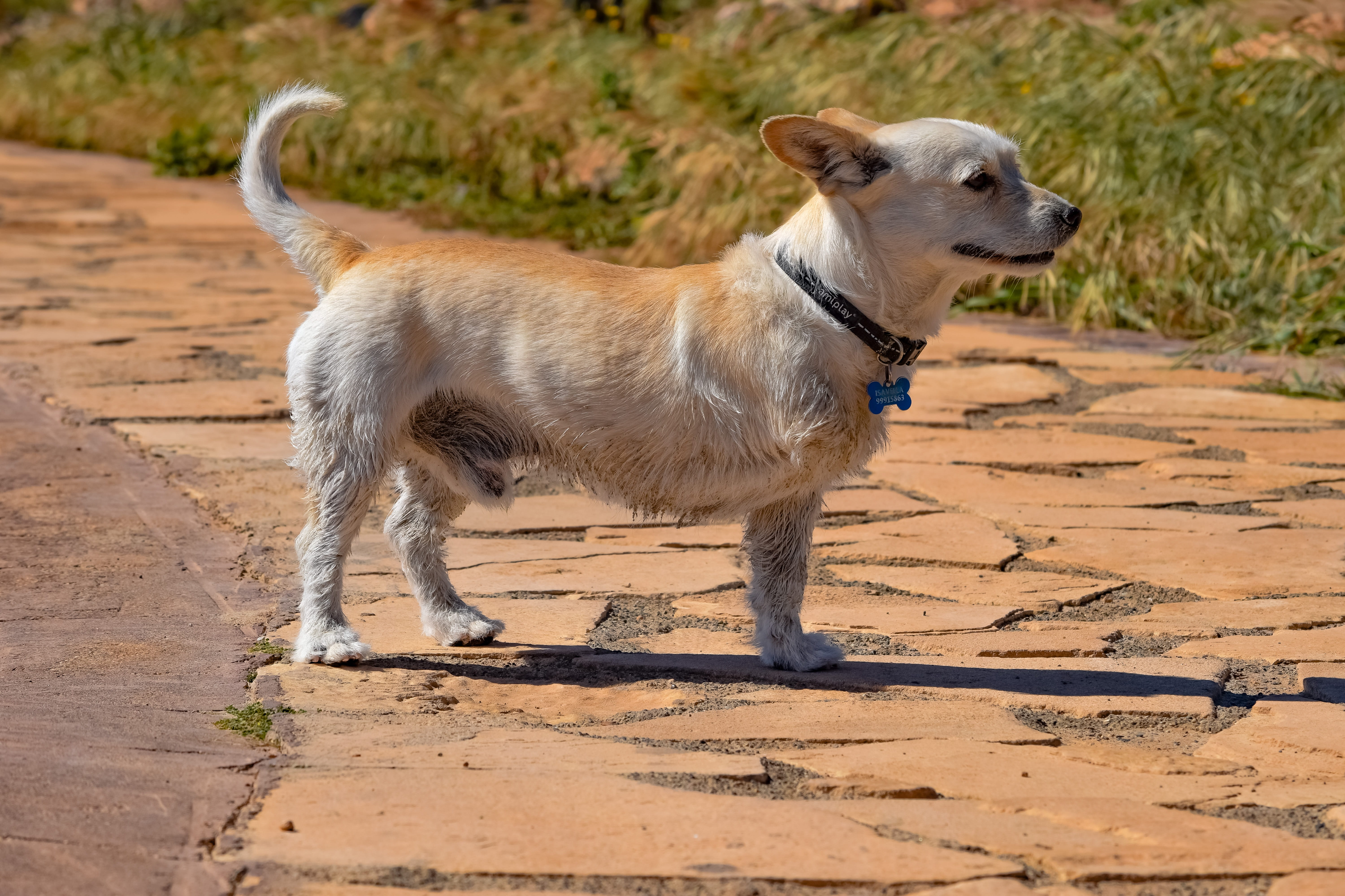 land, one animal, handicapped, outdoors, small, no people, canine, adorable, pet collar, 5K, pet, chihuahua - dog, pets, cute, disabled, mammal, animal, HD Wallpaper