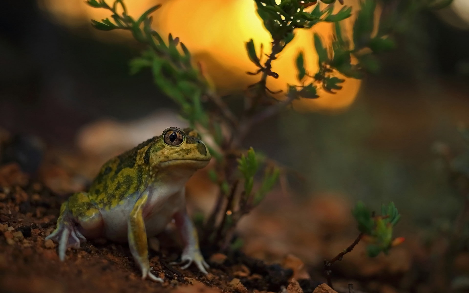 amphibian, day, animals in the wild, nature, plant part, looking away, toad, no people, plant, vertebrate, animal themes, outdoors, reptile, looking, selective focus, HD Wallpaper