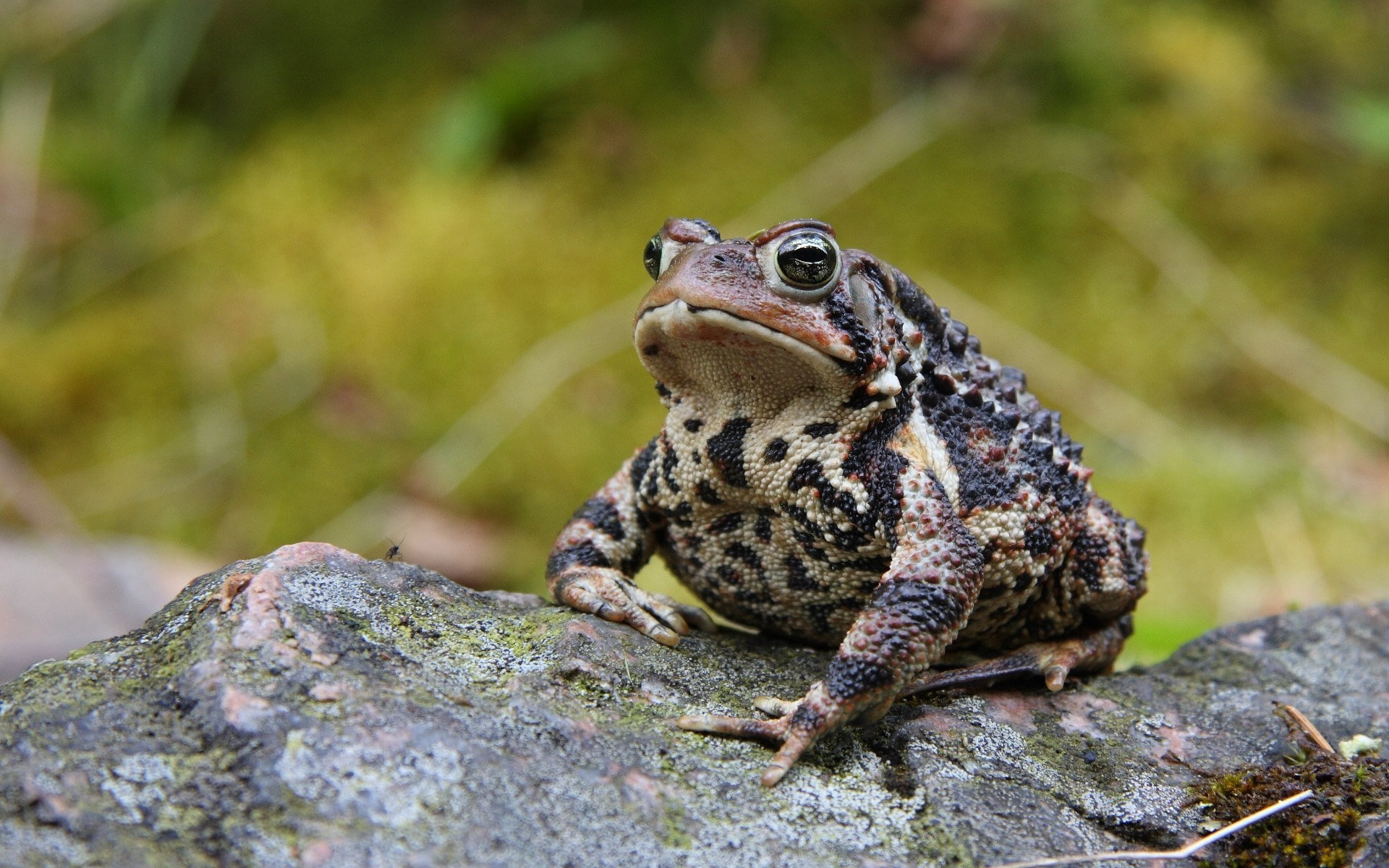 rock, animal head, looking away, looking, one animal, solid, reptile, animal themes, rock - object, american toad, close-up, day, focus on foreground, 1080P, HD Wallpaper