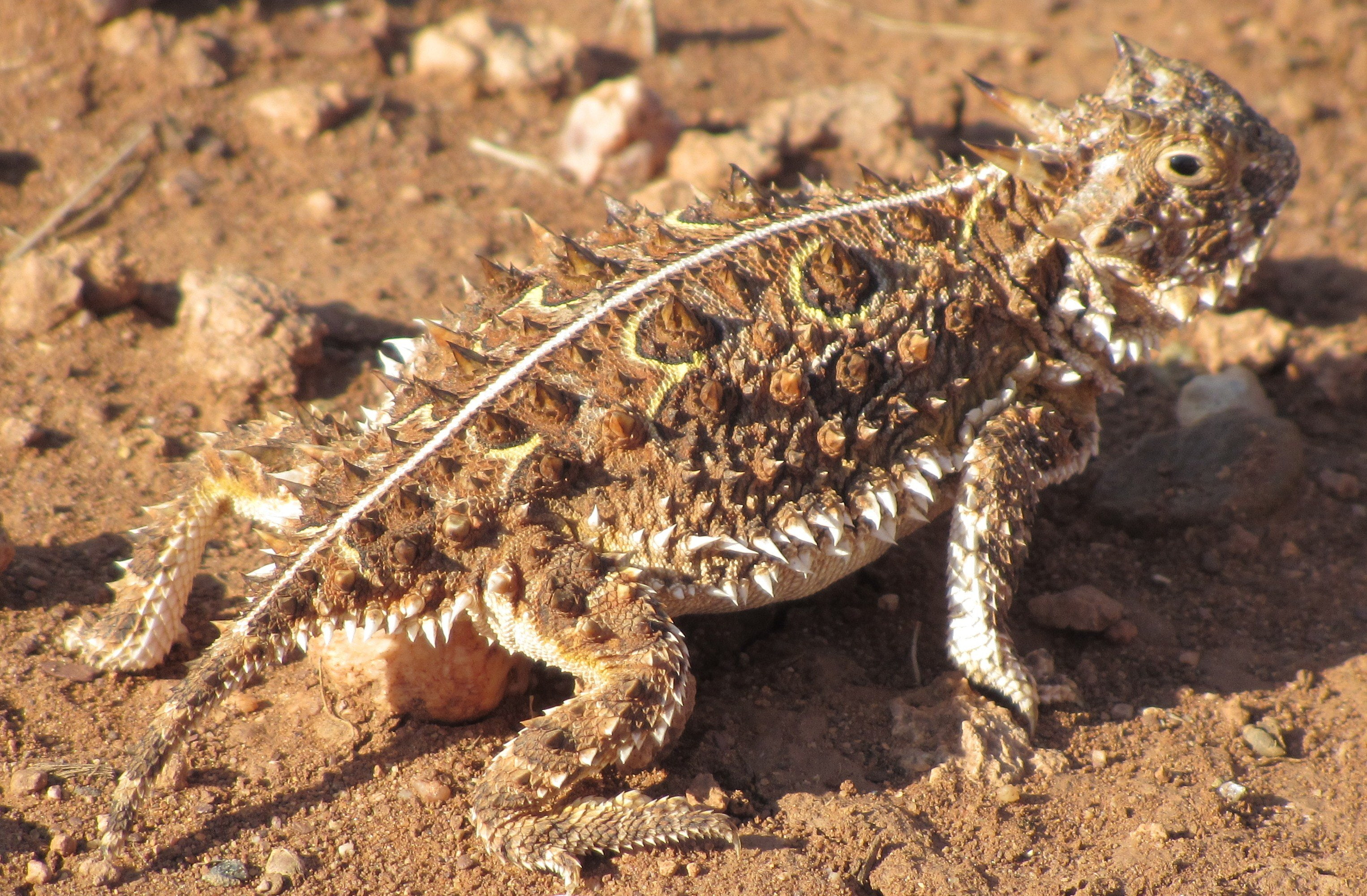 2K, animal, land, reptile, lizards, sunlight, animal body part, sand, outdoors, high angle view, close-up, Horned, one animal, day, lizard, field, animal themes, HD Wallpaper
