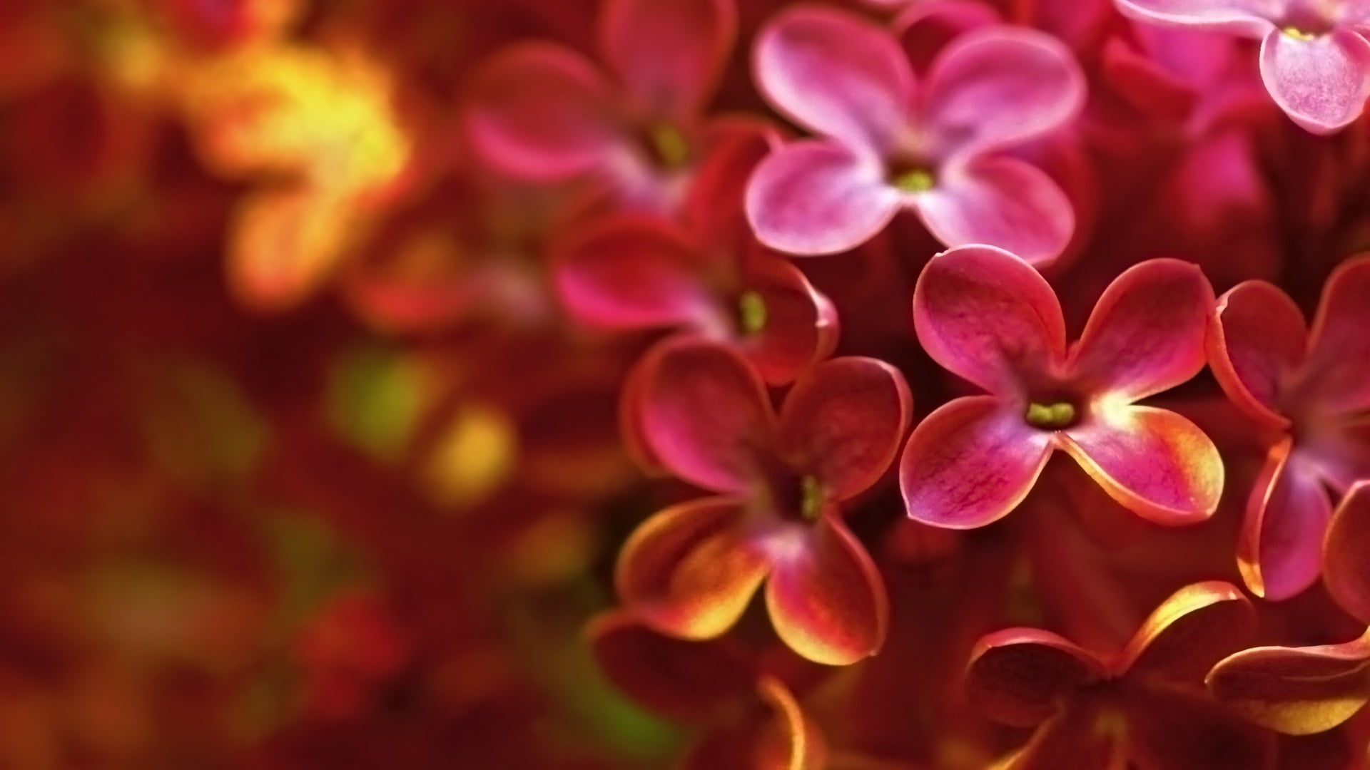 petaled, springtime, flowering plant, freshness, beauty in nature, lilac, 1080P, red, plant, selective focus, vulnerability, growth, flowers, purple, no people, HD Wallpaper