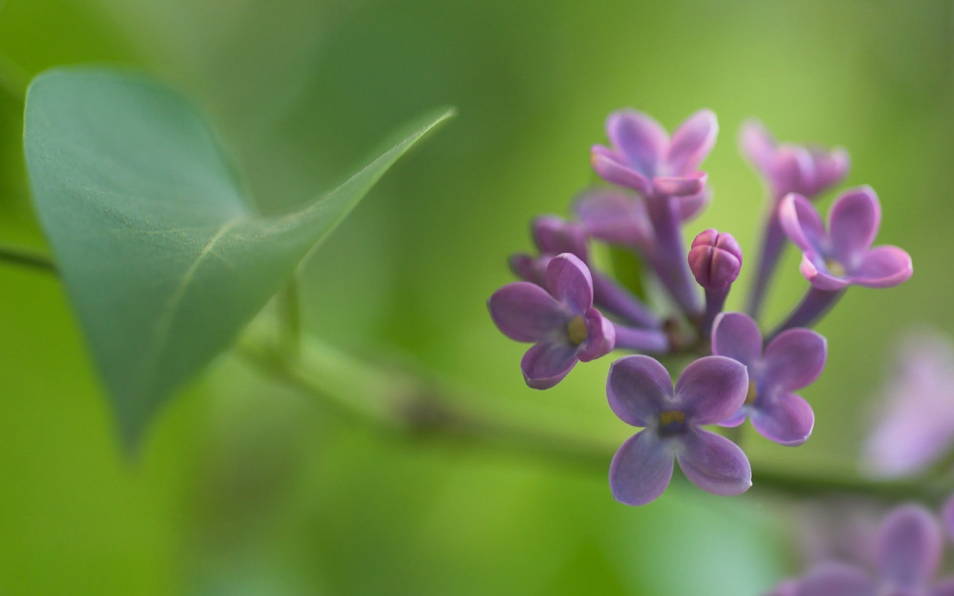 lilac, 1080P, nature, purple flowers, flowers, green, HD Wallpaper