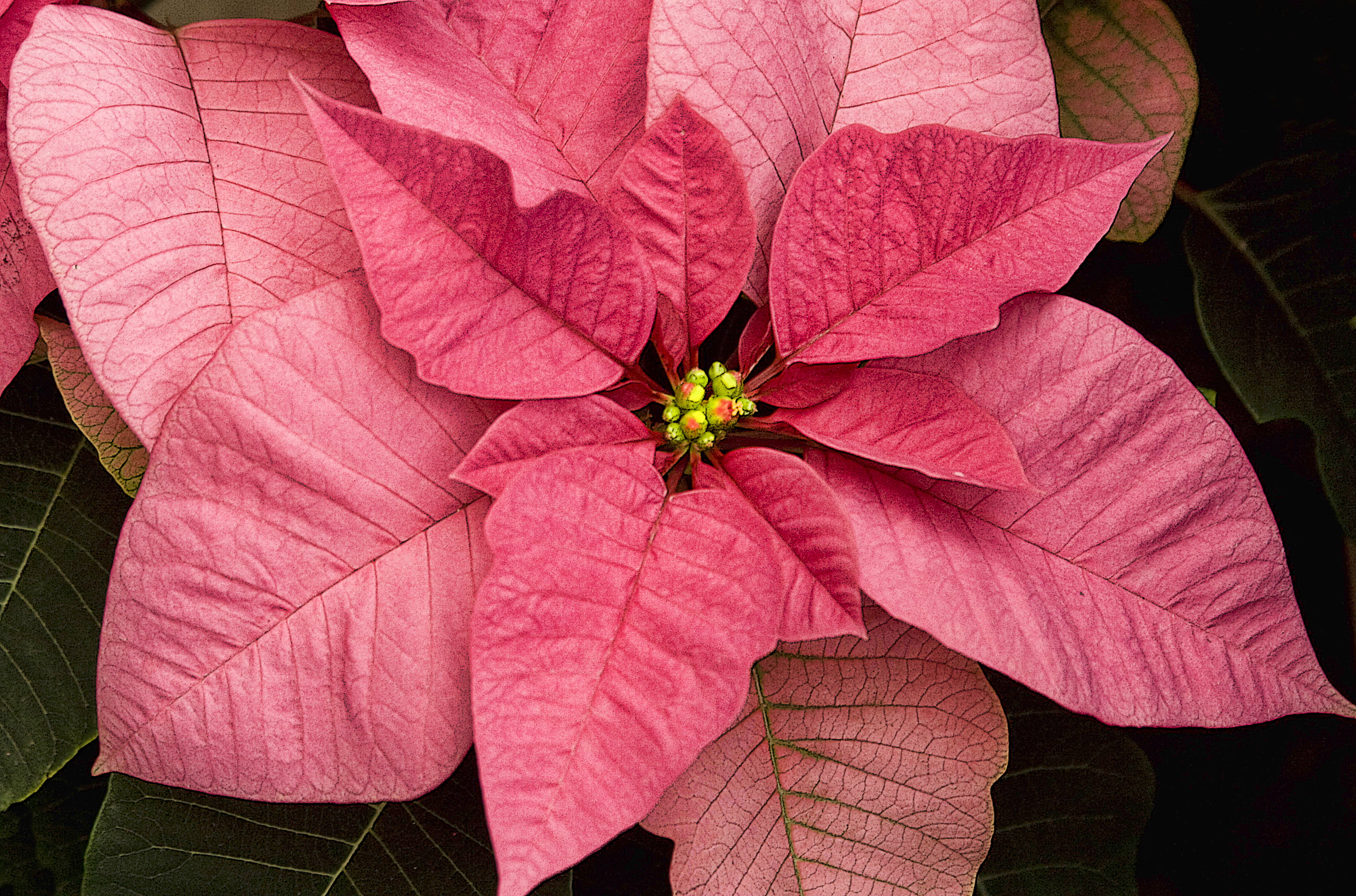 red, nature, autumn, flower, pink, poinsettia, close-up, 2K, holiday, plant, season, leaf, HD Wallpaper