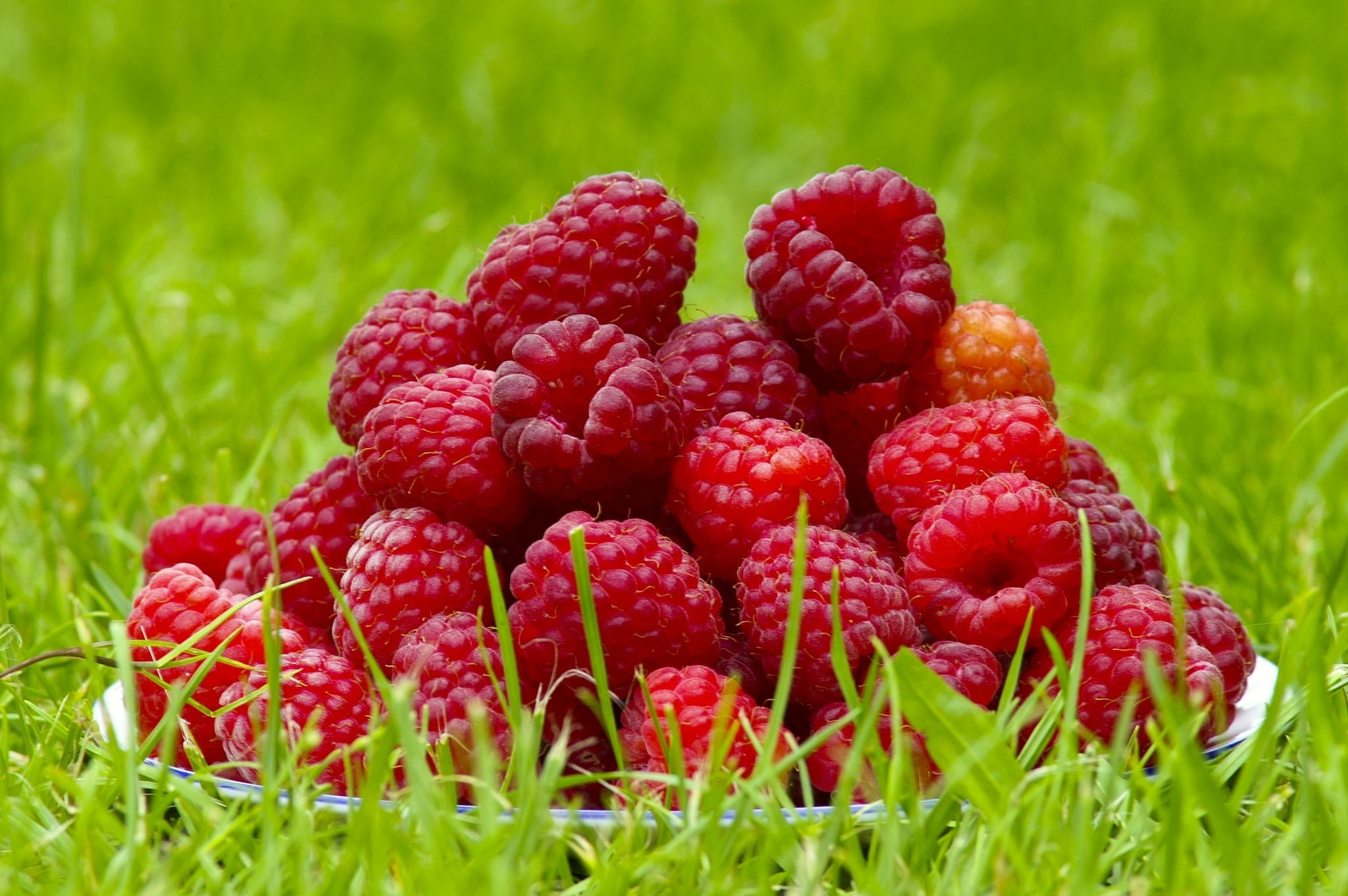 berry fruit, food, macro, freshness, no people, plant, raspberries, raspberry, green color, growth, red, nature, food and drink, fruit, ripe, close-up, HD Wallpaper