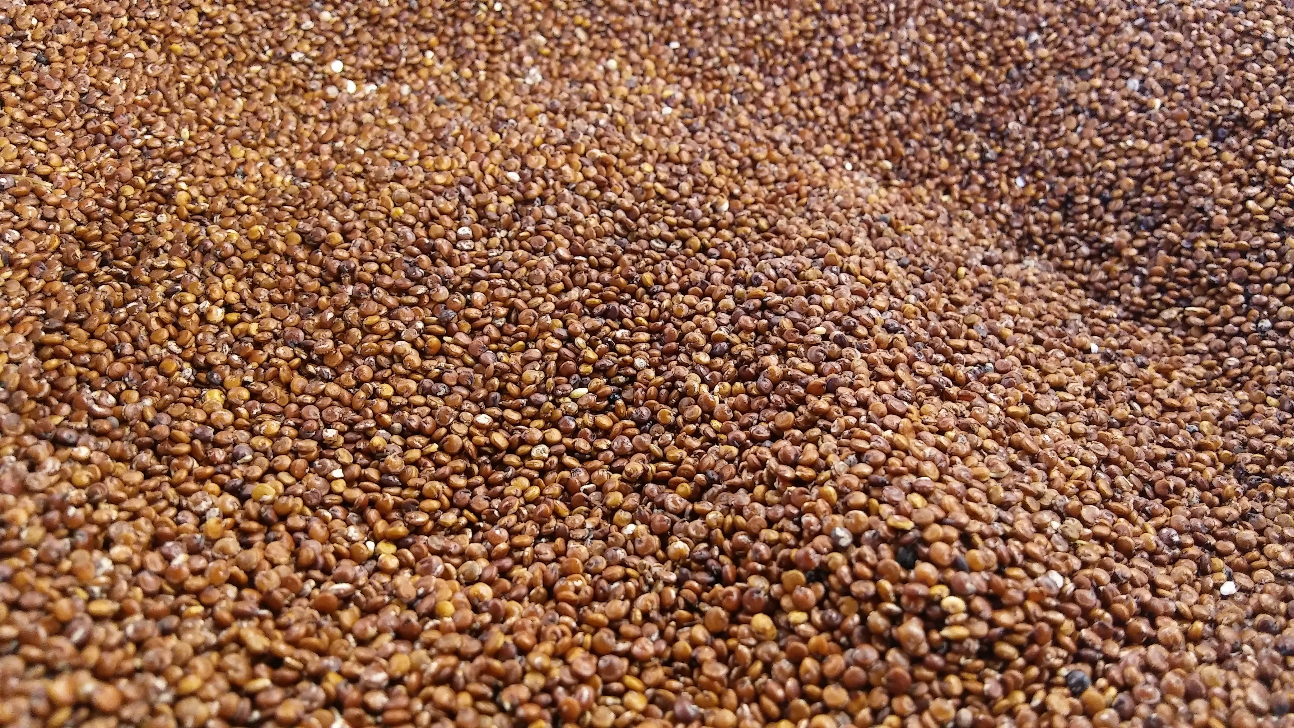 full frame, seed, food And Drink, bean, wellbeing, still life, high angle view, food, no people, raw food, pattern, freshness, healthy eating, large group of objects, HD Wallpaper