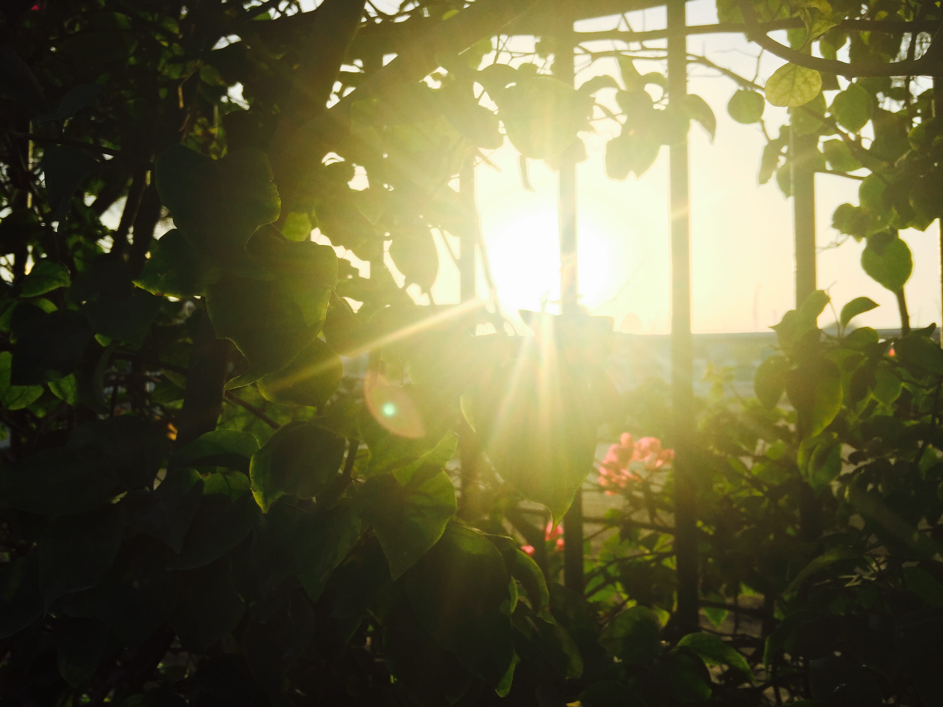 daylight, light, tranquility, plant, outdoors, tree, sunbeam, park, trees, fence, no people, dxb, 2K, land, freshness, rays of light, leaf, leaves, greenery, HD Wallpaper