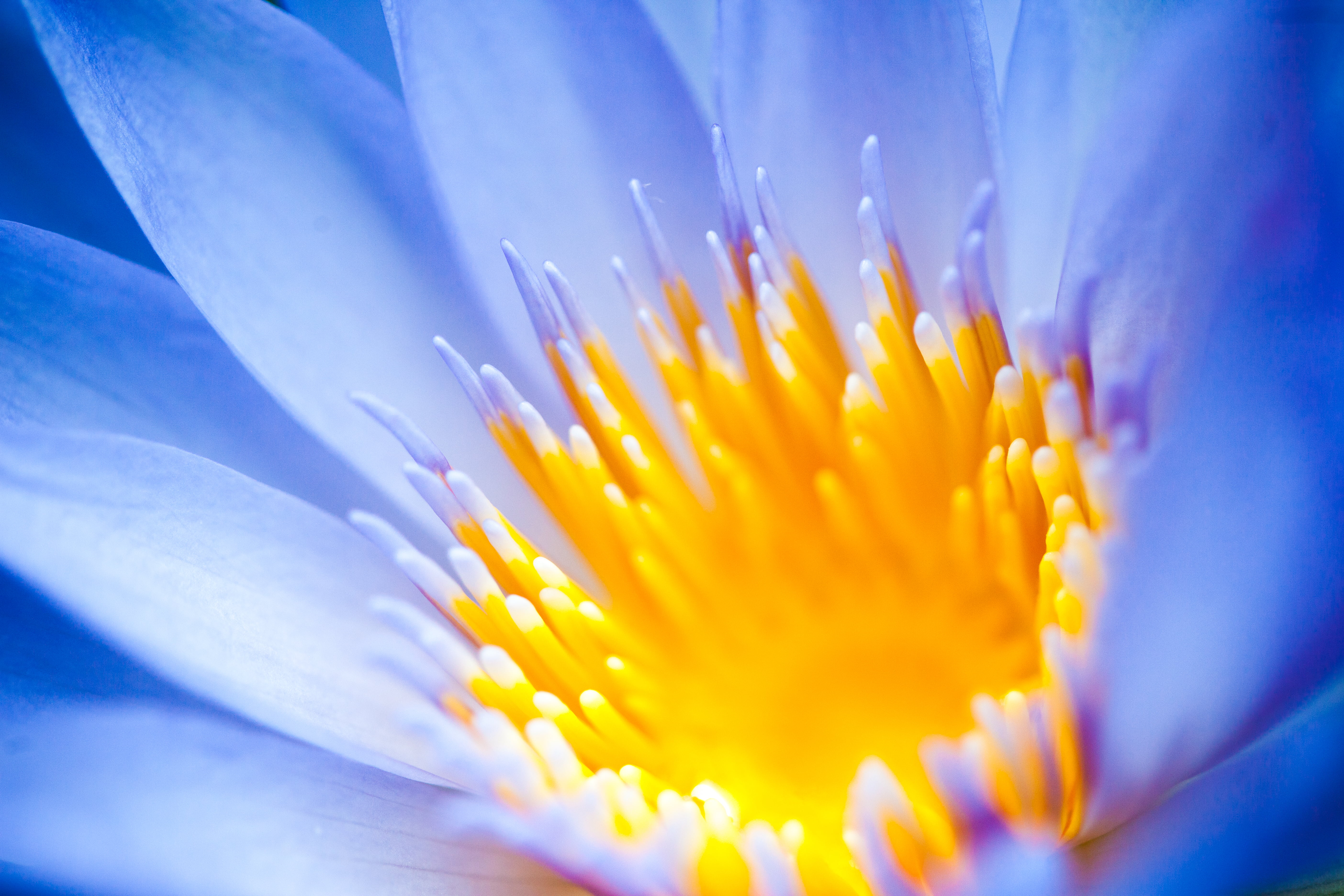 flower Head, California, botany, Consequences, nature, beauty In Nature, single Flower, 5K, Conservatory of Flowers, flower, water Lily, macro, photo, HD Wallpaper