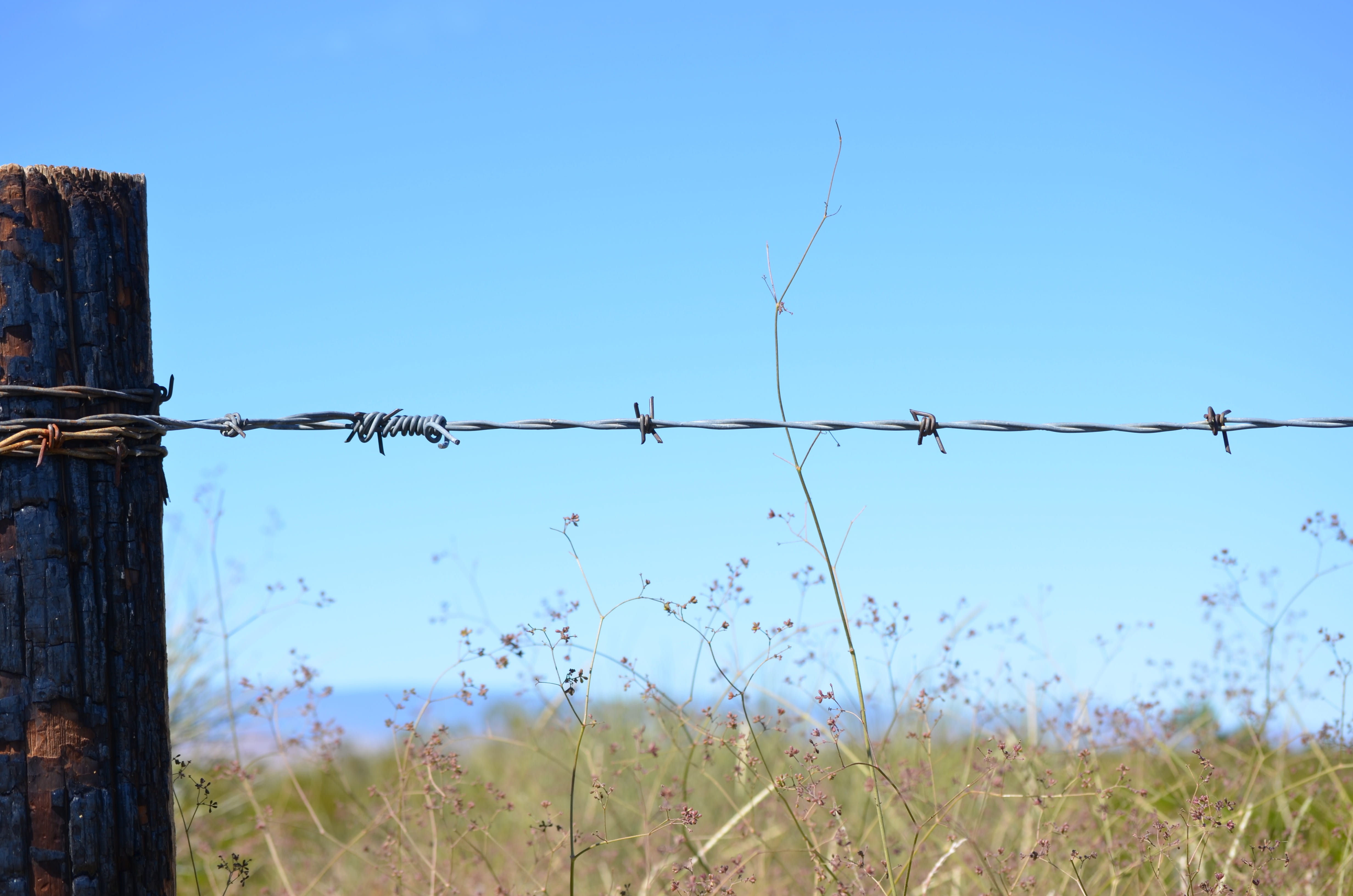 security, southwest, 4K, day, clear sky, plant, boundary, land, safety, nature, metal, post, plains, wire, barbed wire, blue, protection, fence, truth or consequences, HD Wallpaper