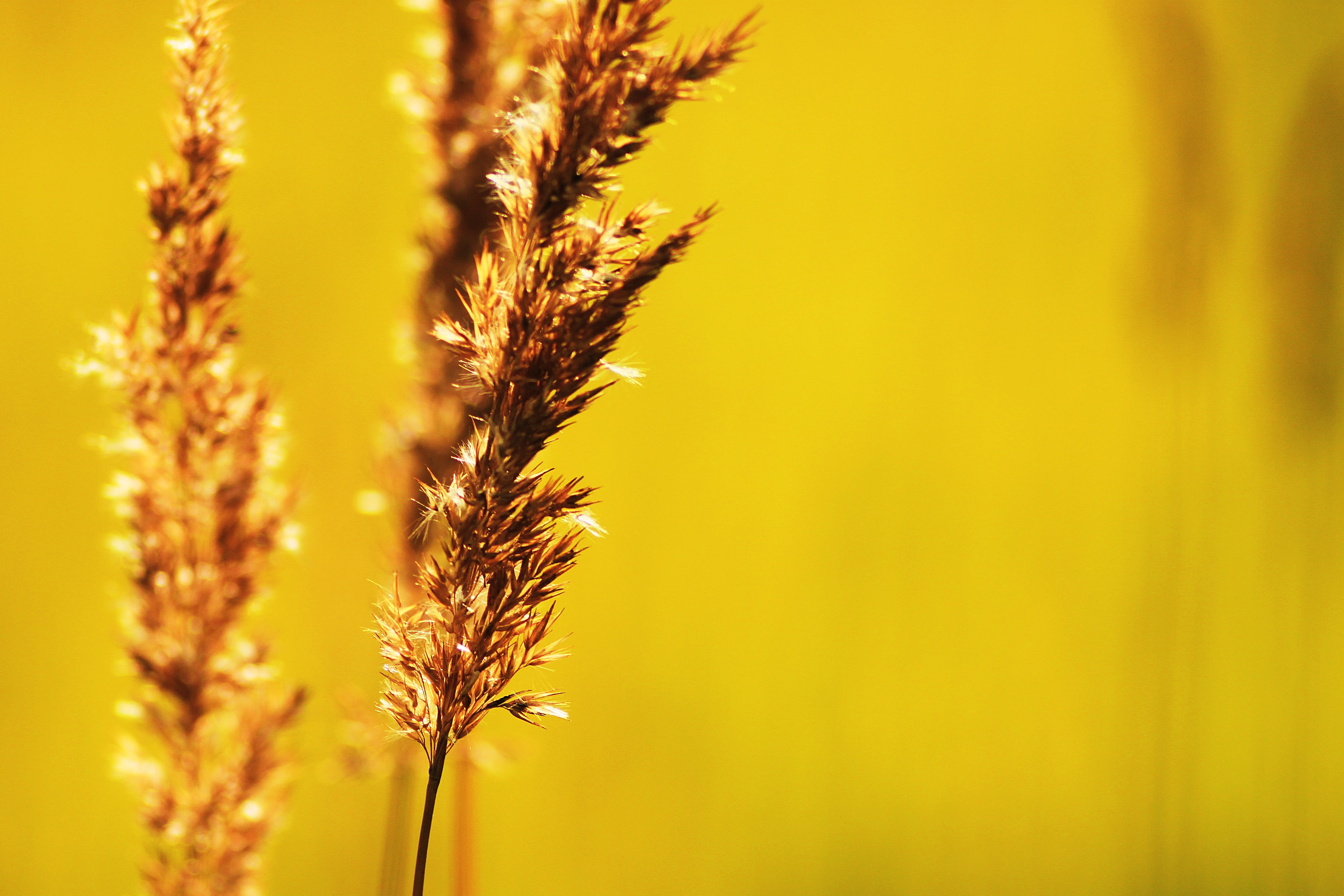 crop, growth, land, ripe, heat, living nature, wild flowers, harmony, farm, cereal plant, handsomely, macro, grass, wheat, roast, nostalgia, yellow, memories, HD Wallpaper