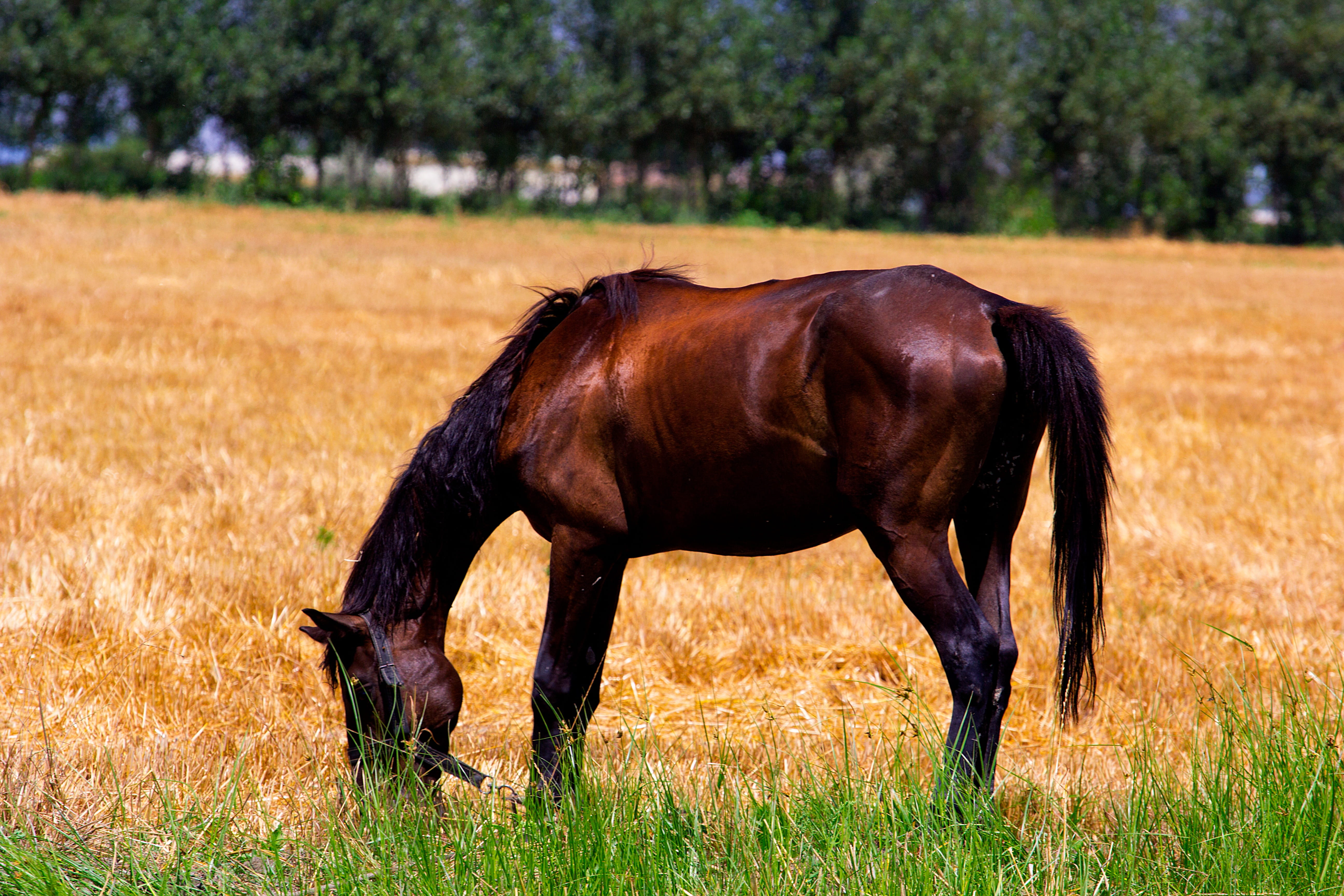 konyashka, sun, gelding, foal, Brown, nag, 5K, on natures, Nature, ride, summer, pony, yellow, side view, the pacer, filly, grazing, day, Horse, vertebrate, HD Wallpaper