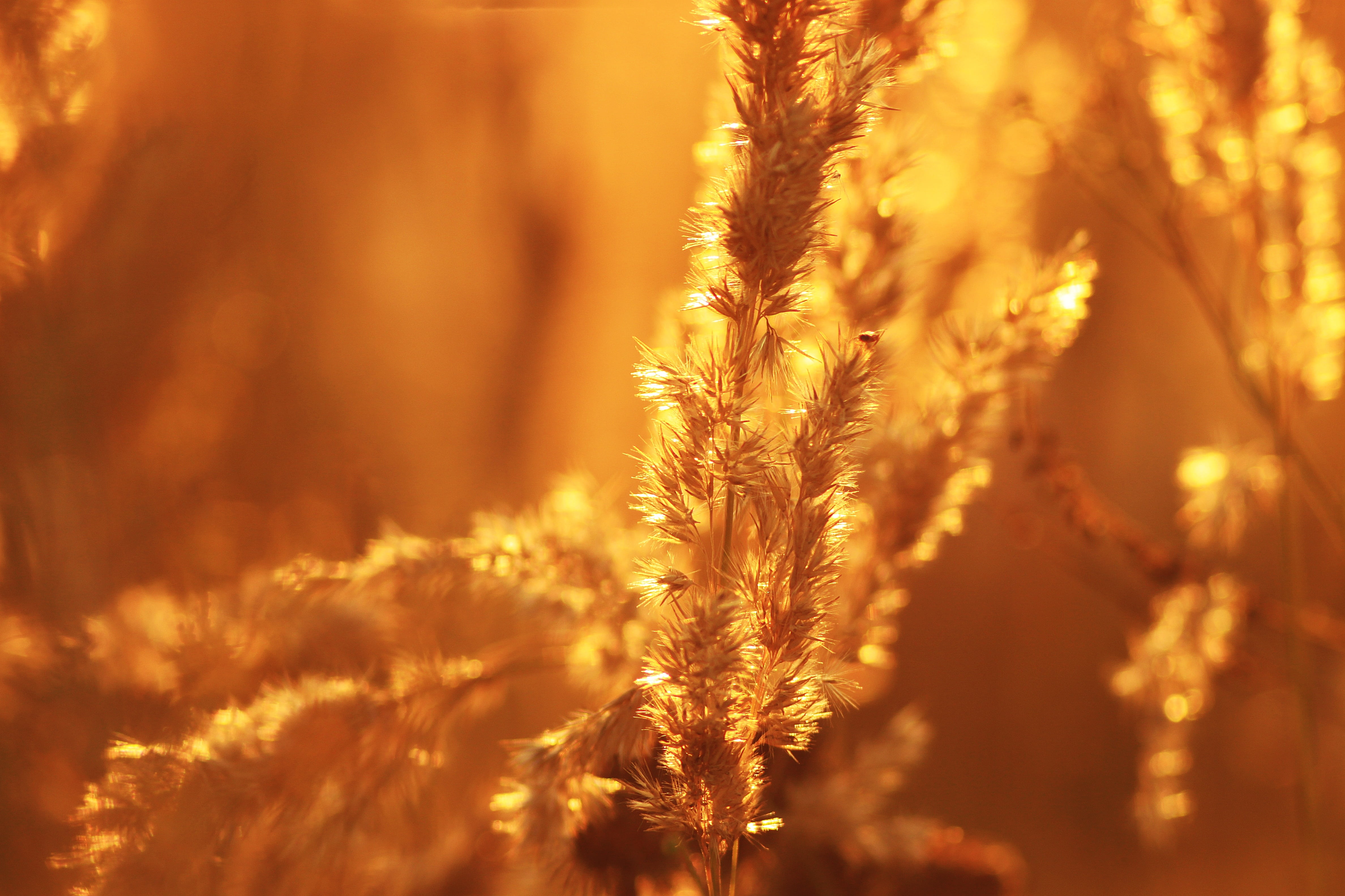 roast, wild flowers, yellow, outdoors, nature, plant, cereal plant, beautiful, selective focus, heat, selective, beauty in nature, grass, close-up, closeup, HD Wallpaper