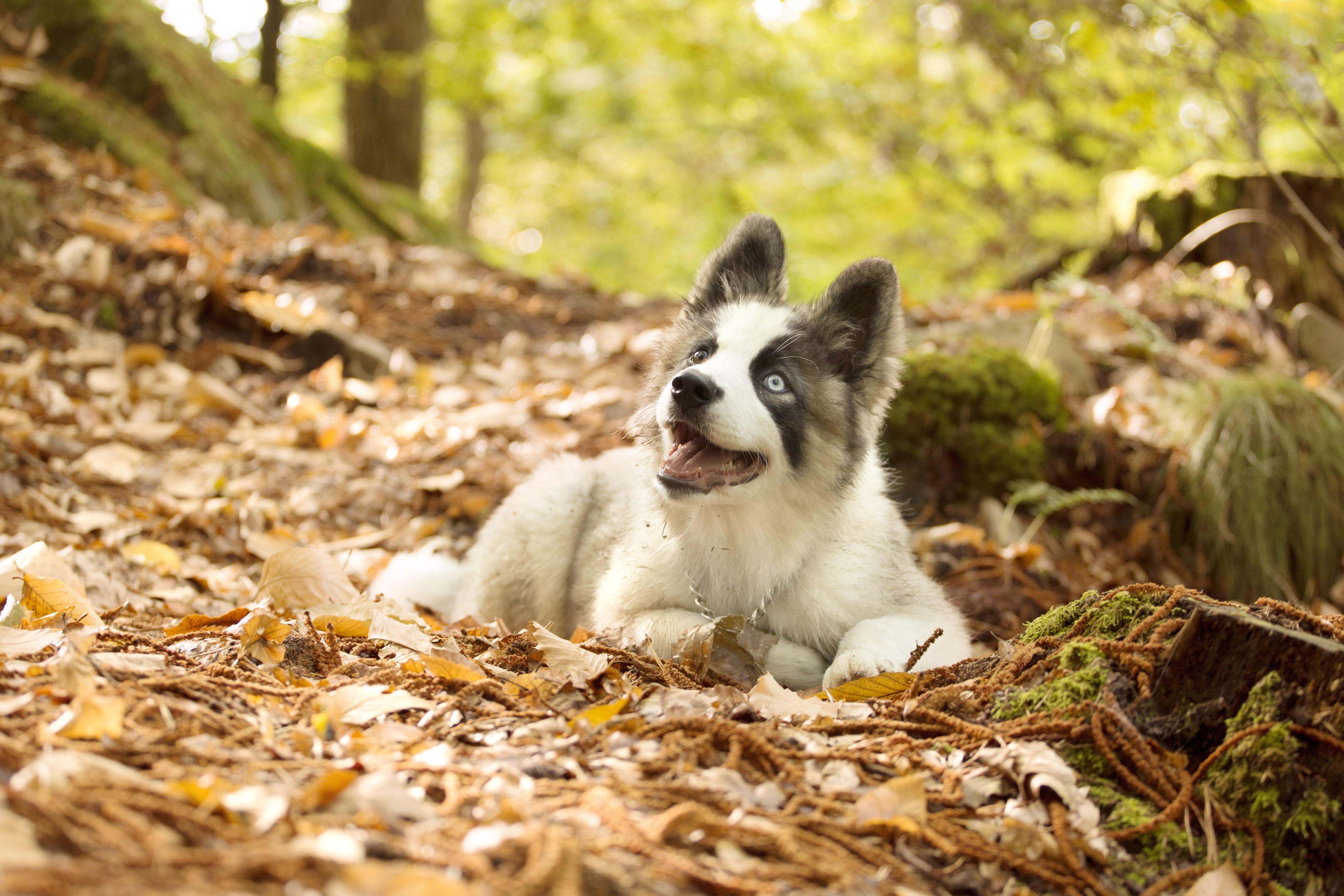 The Yakutian Laika, leaves, dog, puppy, autumn, 4K, HD Wallpaper