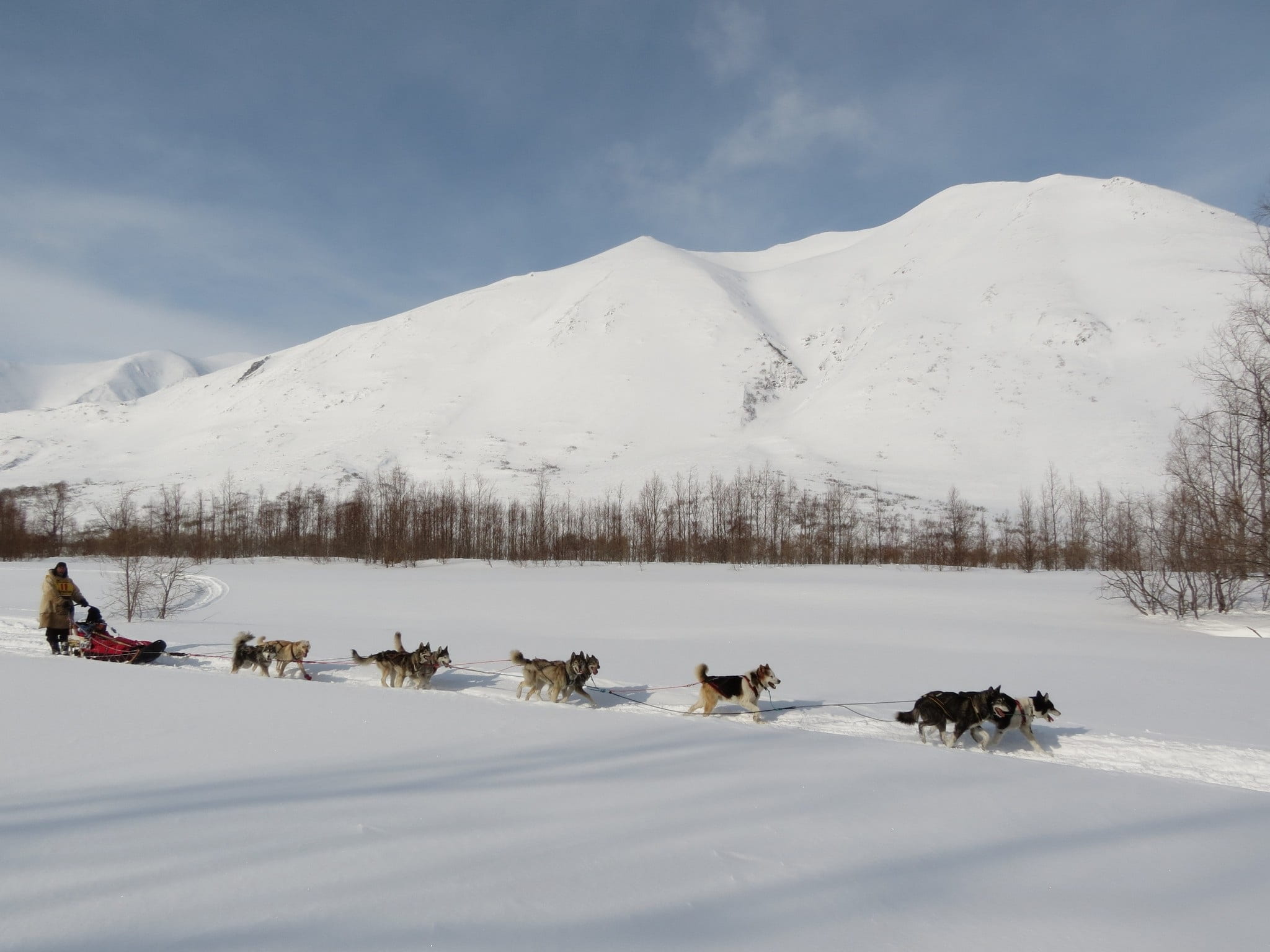 frost, mammal, animal themes, winter, group of animals, mans best friend, sky, animal, sled, vacation, snowcapped mountain, fatigue, 1080P, hill, no people, HD Wallpaper