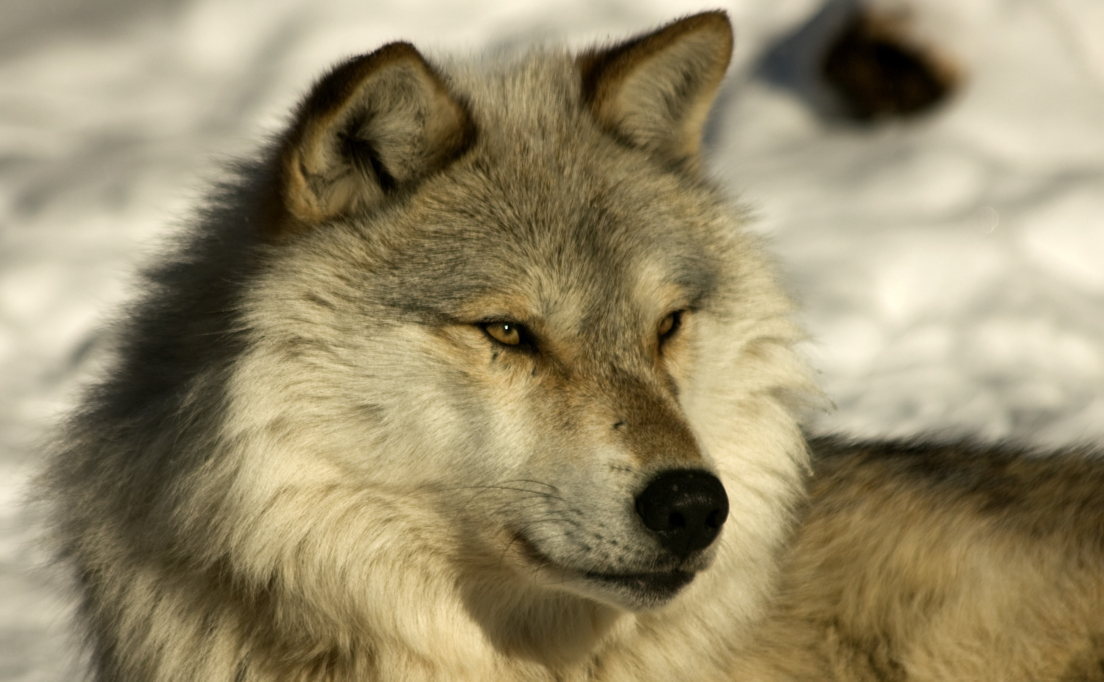 4K, white, no people, day, animal wildlife, mammal, dog, outdoors, Laika, canine, vertebrate, gray, survival, Pets, Snow, close-up, animals in the wild, HD Wallpaper